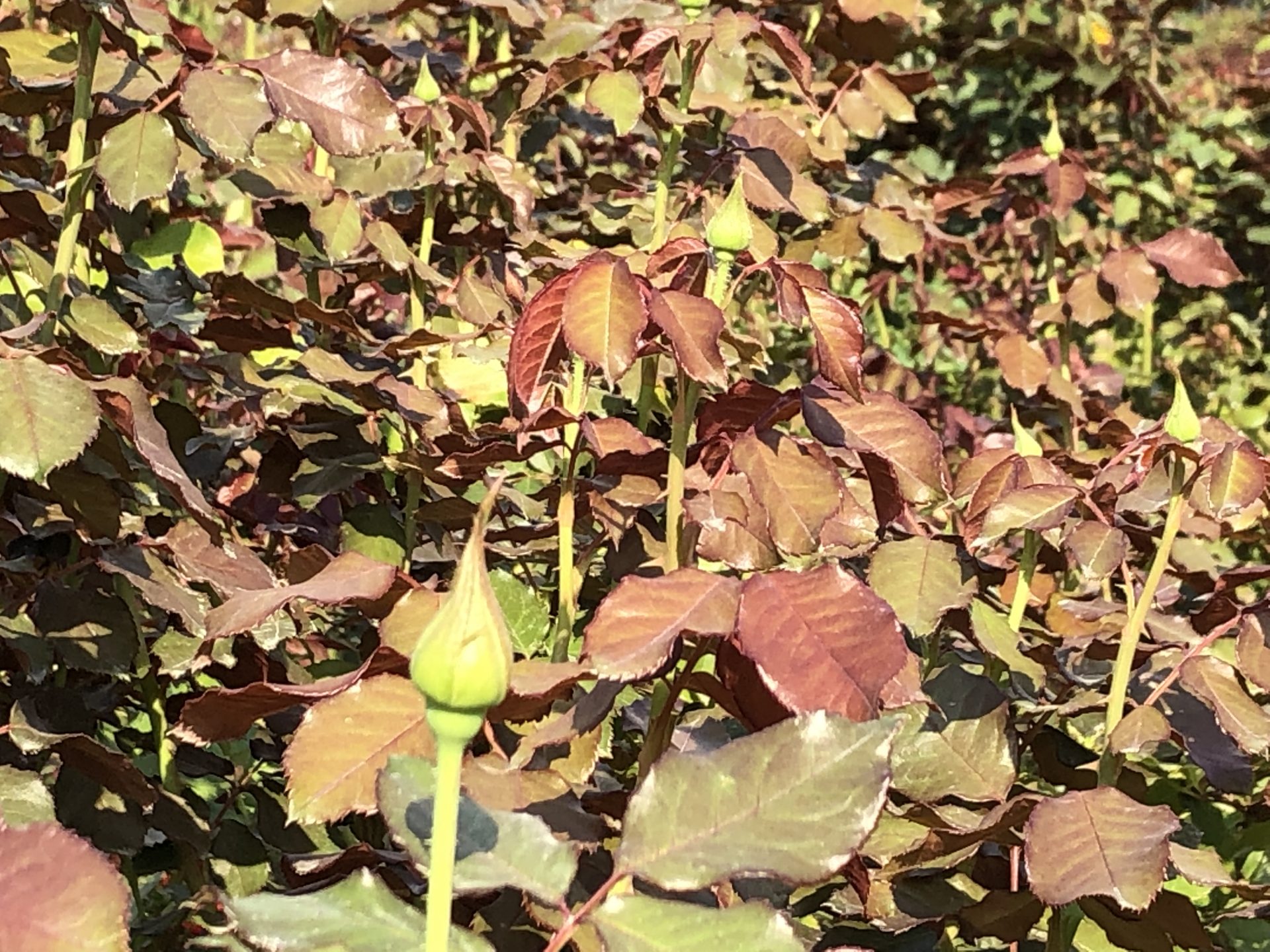 終わらない夏 お散歩日記 京成バラ園 Keisei Rose Garden