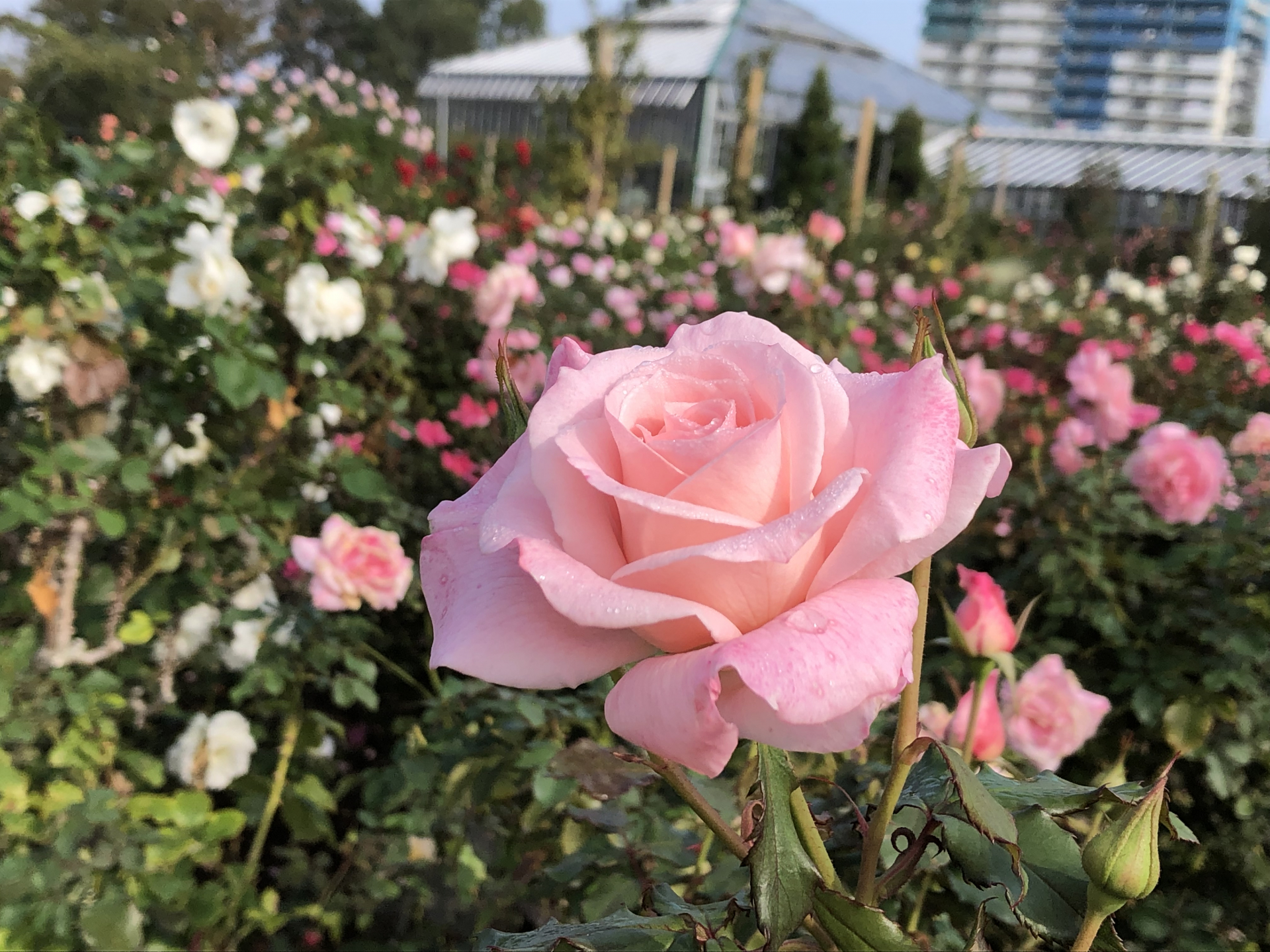 秋バラ 秋晴れ お散歩日記 京成バラ園 Keisei Rose Garden