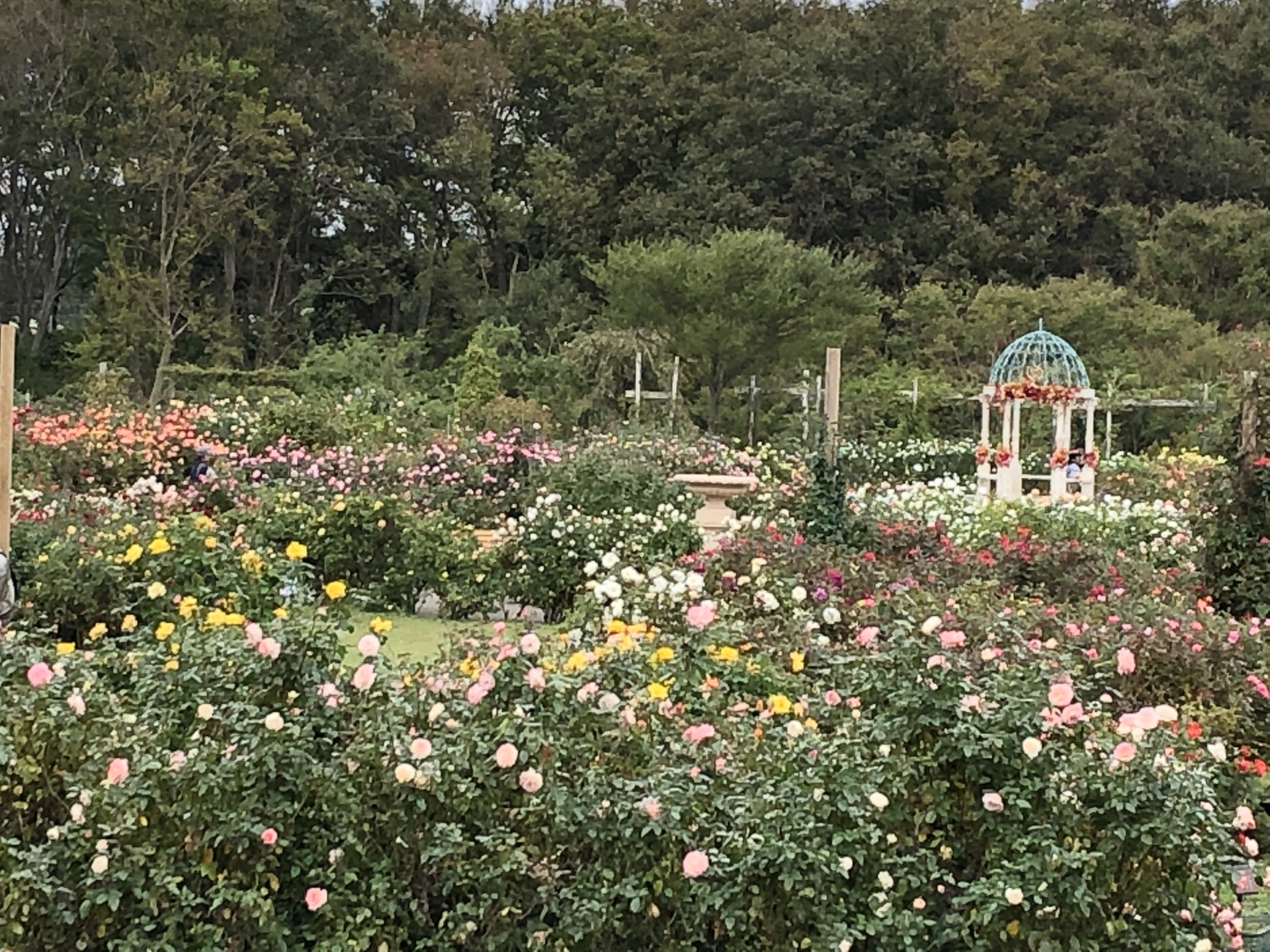 オータムフェアの秋バラ お散歩日記 京成バラ園 Keisei Rose Garden