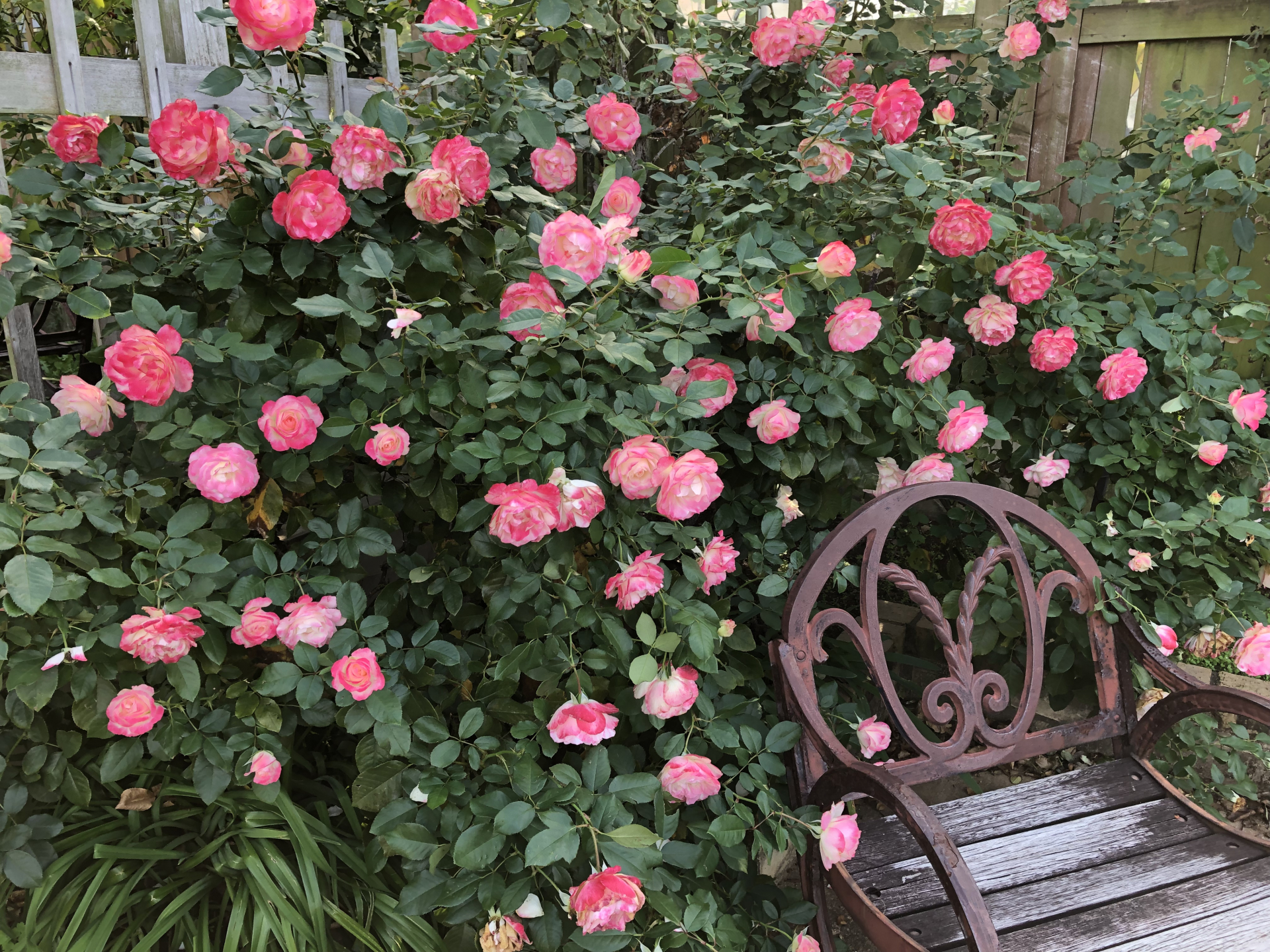 秋深し お散歩日記 京成バラ園 Keisei Rose Garden 秋深し お散歩日記 京成バラ園 Keisei Rose Garden