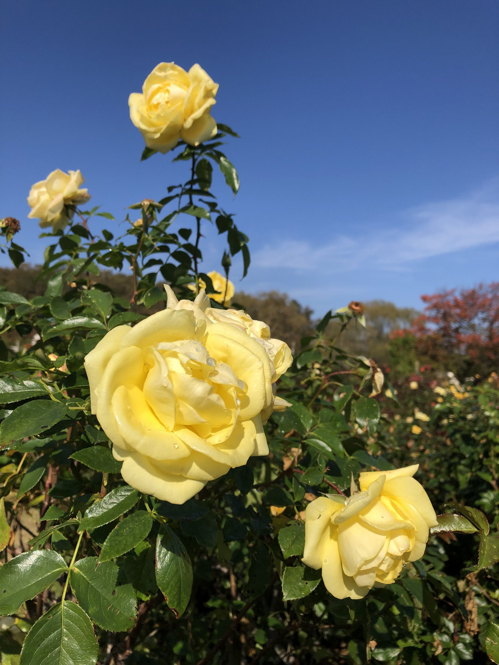 秋の空 お散歩日記 京成バラ園 Keisei Rose Garden 秋の空 お散歩日記 京成バラ園 Keisei Rose Garden