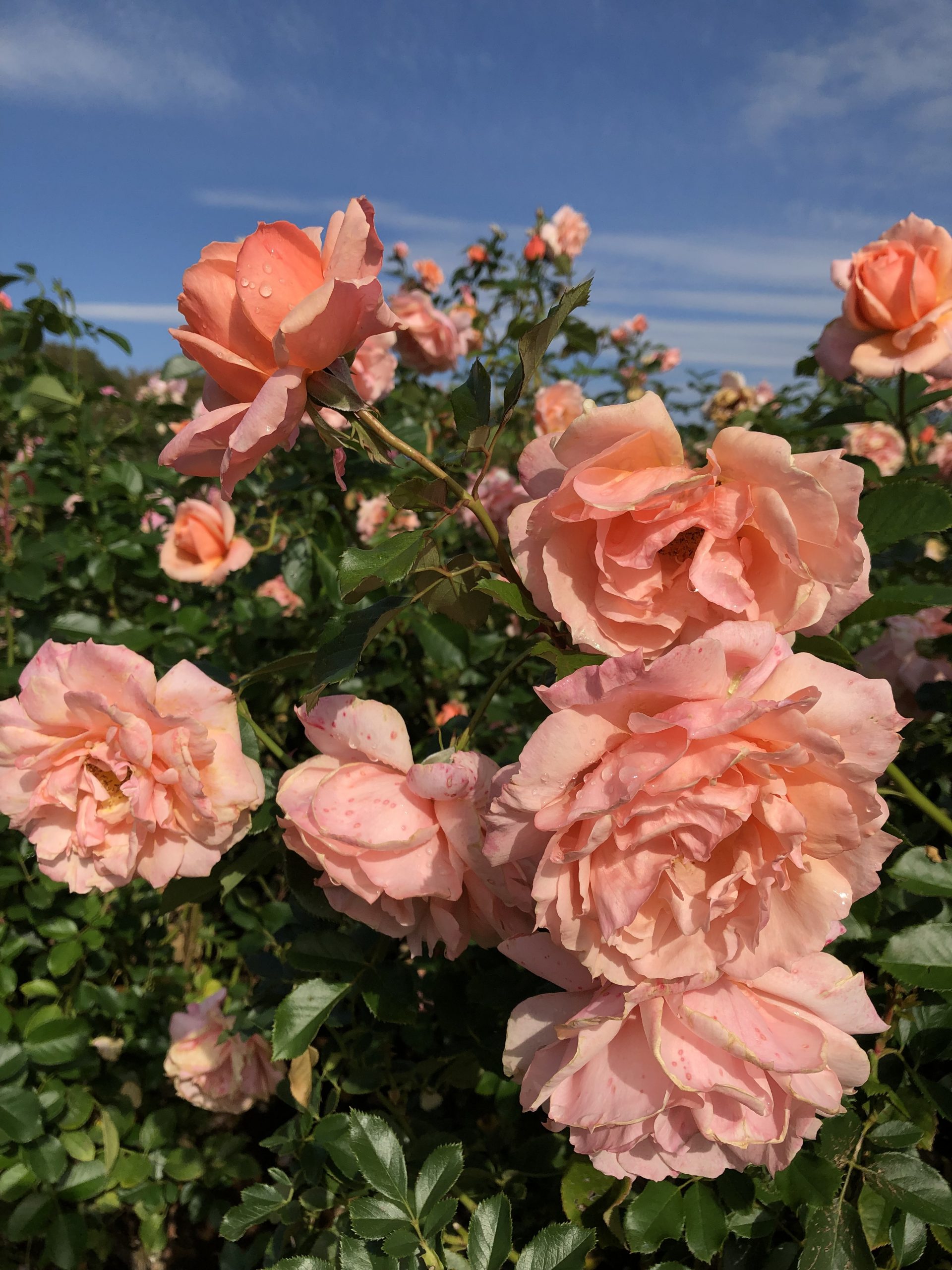 お天気続き お散歩日記 京成バラ園 Keisei Rose Garden