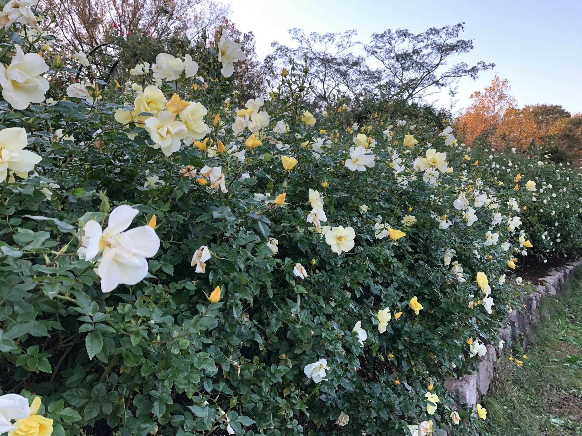 お天気続き お散歩日記 京成バラ園 Keisei Rose Garden
