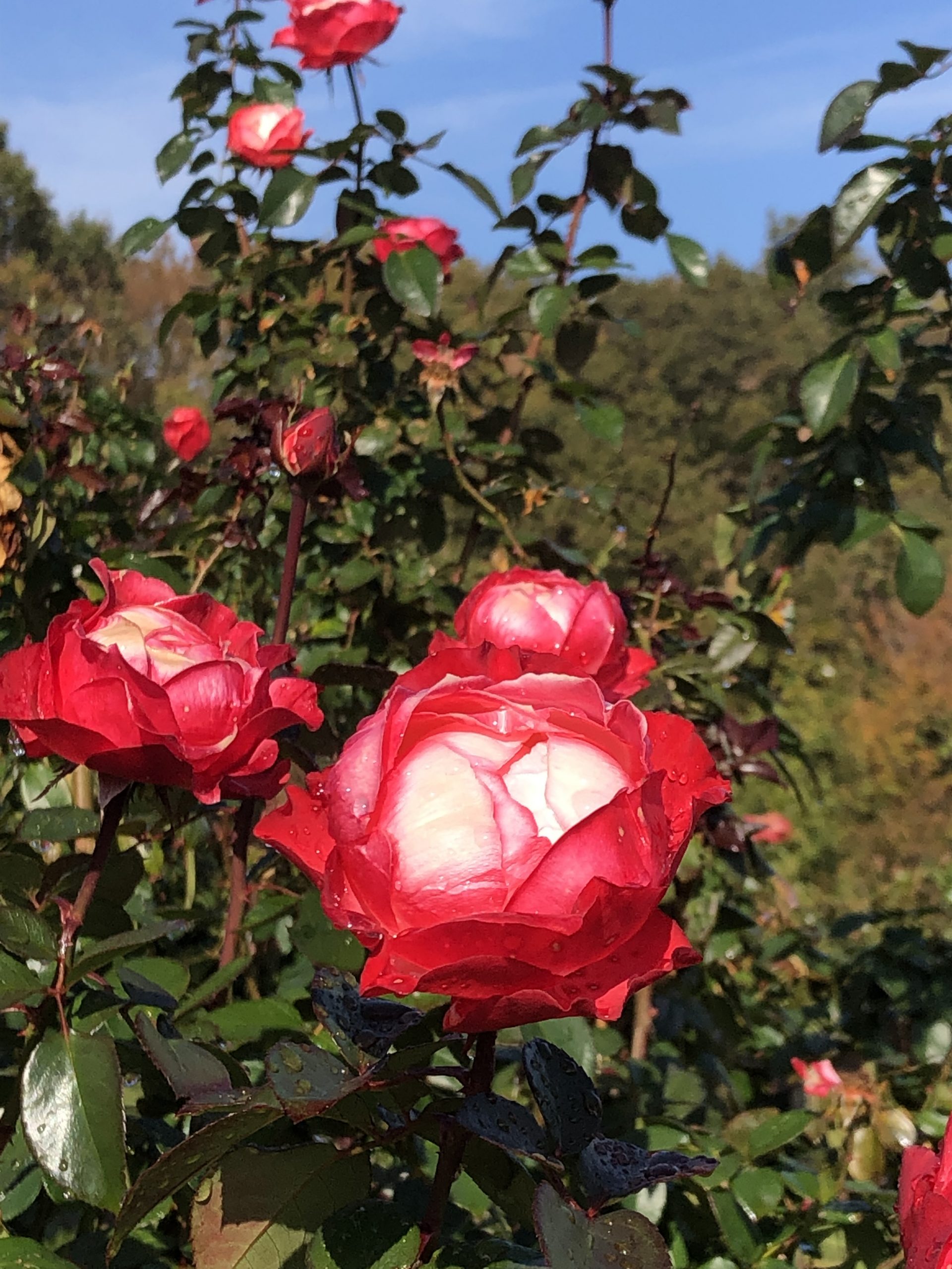 秋の空 お散歩日記 京成バラ園 Keisei Rose Garden