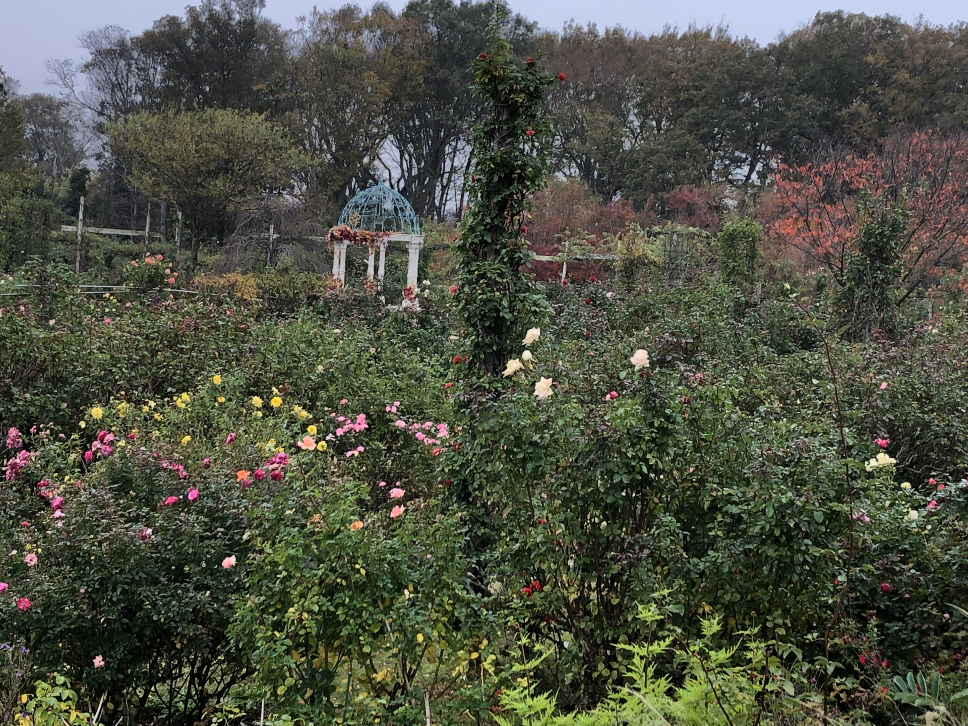 やっと冬入り お散歩日記 京成バラ園 Keisei Rose Garden