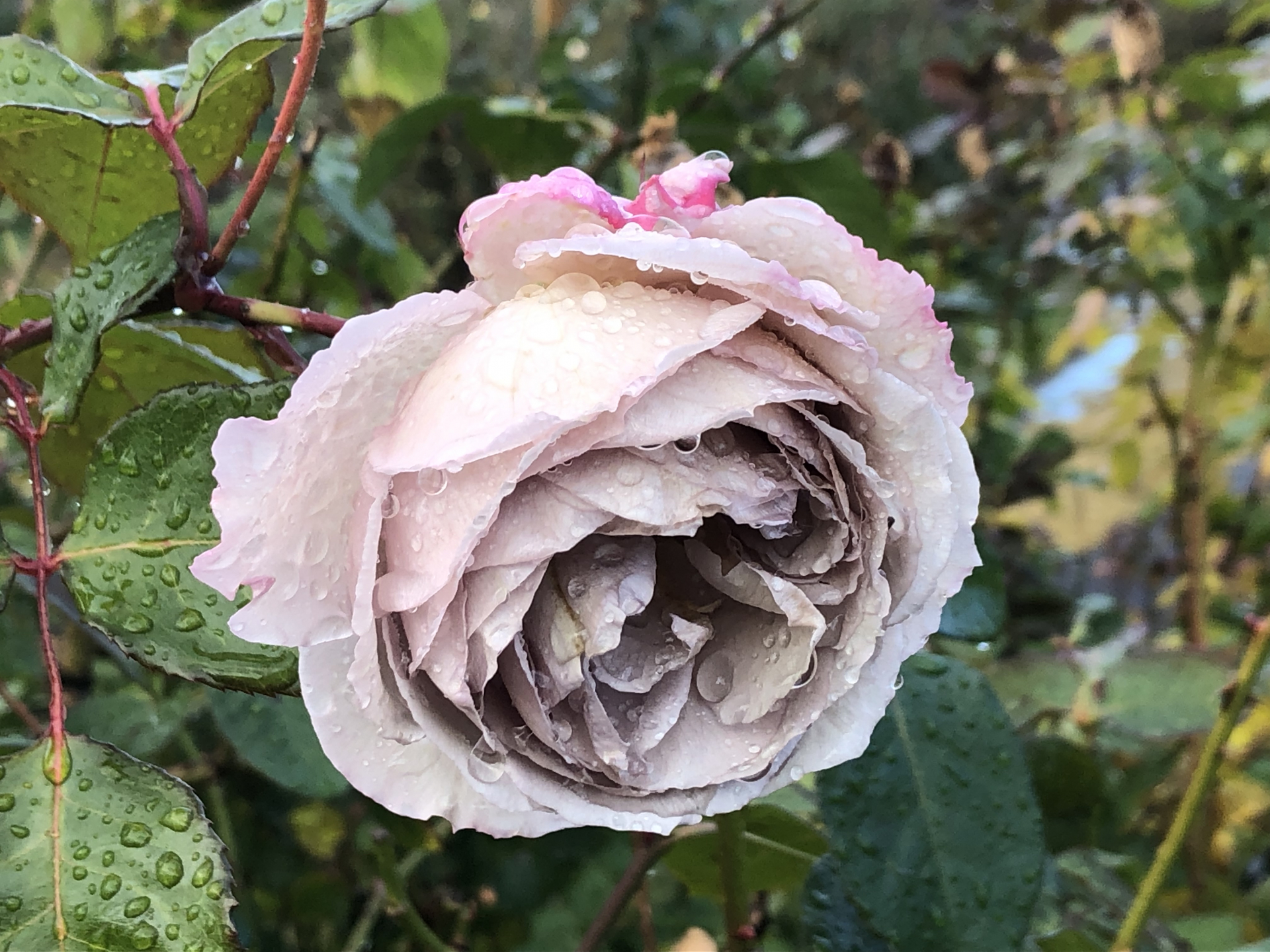 つるバラ誘引中 お散歩日記 京成バラ園 Keisei Rose Garden