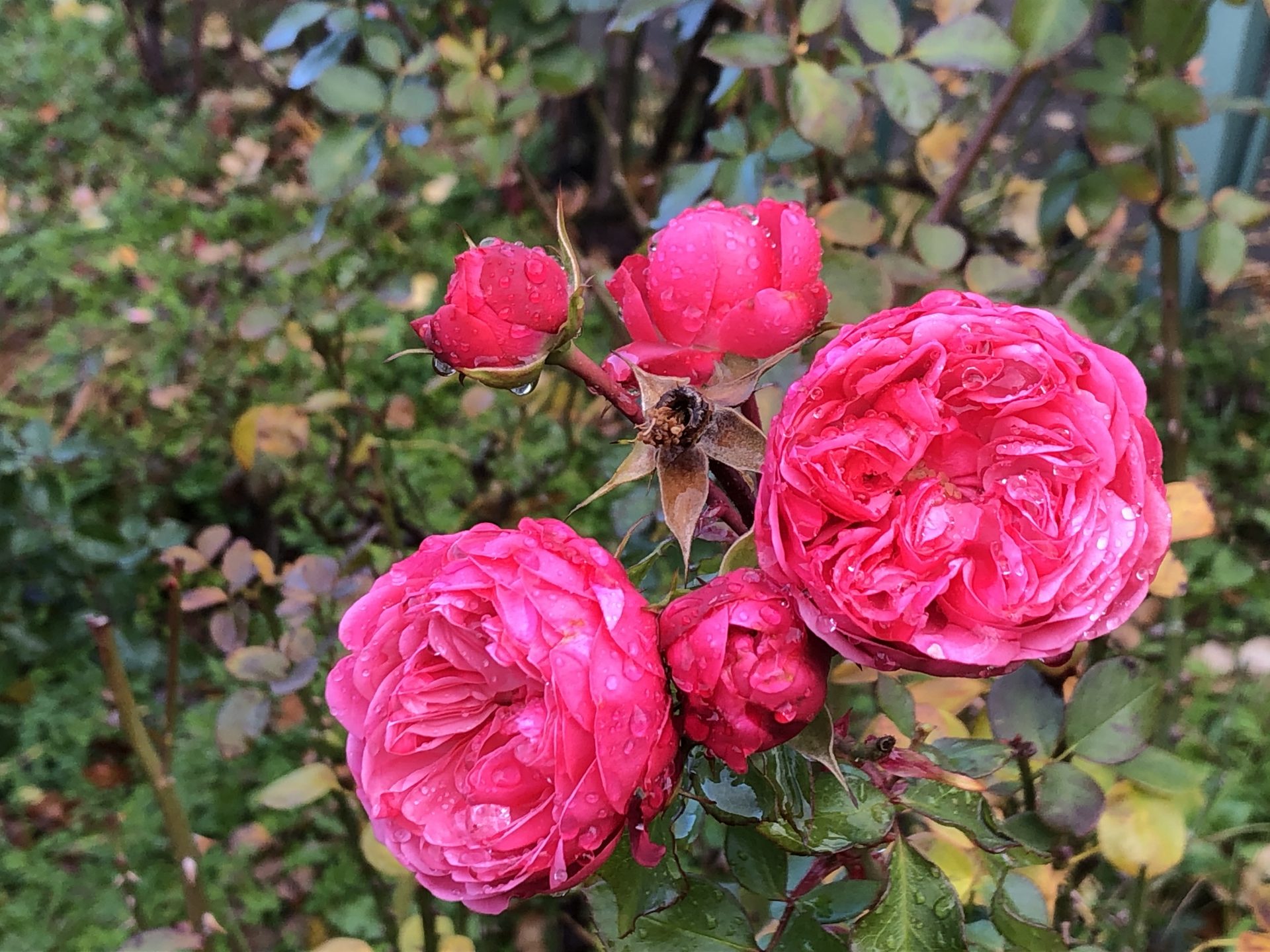 つるバラ誘引中 お散歩日記 京成バラ園 Keisei Rose Garden