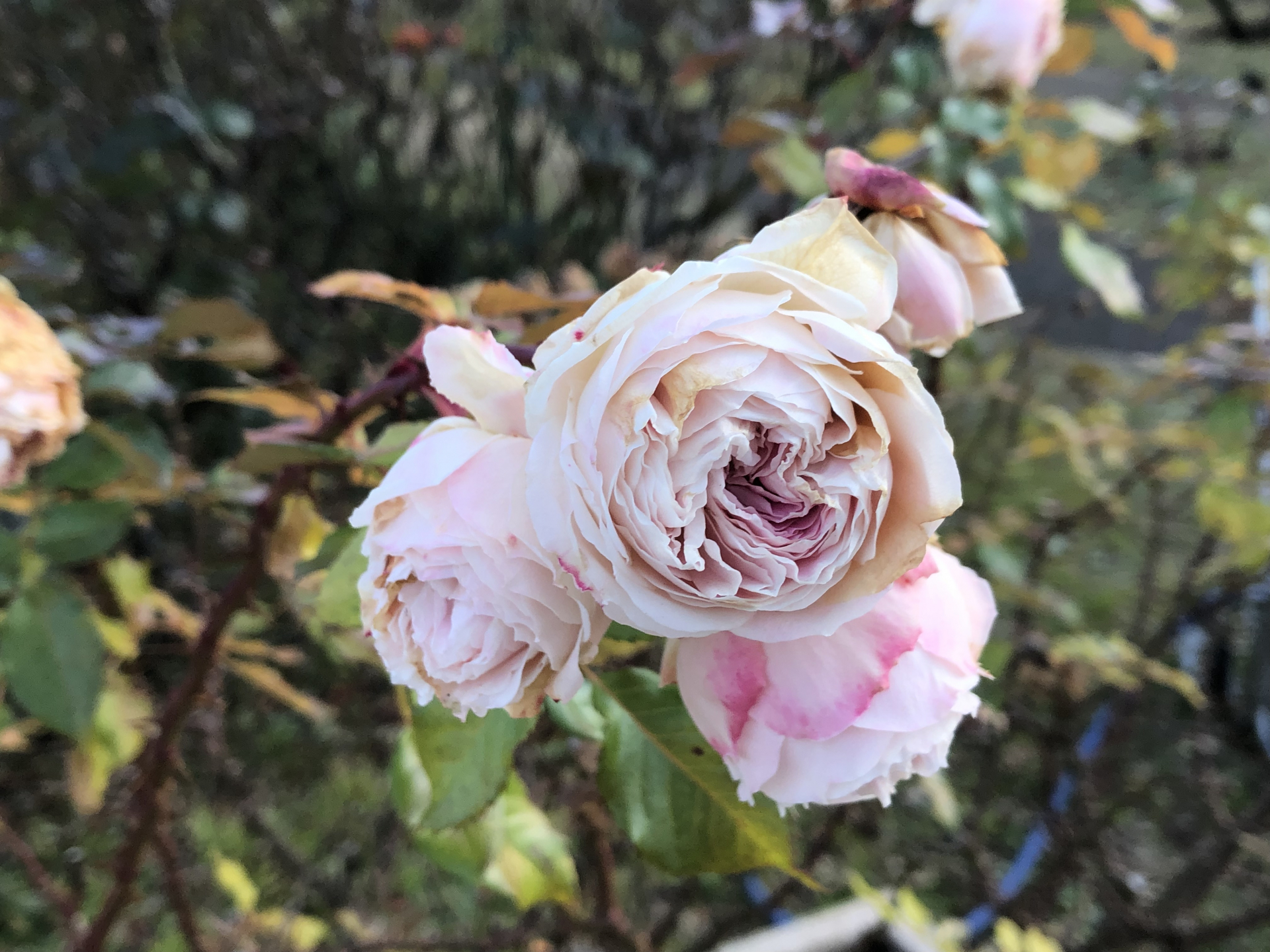 新年スタート お散歩日記 京成バラ園 Keisei Rose Garden