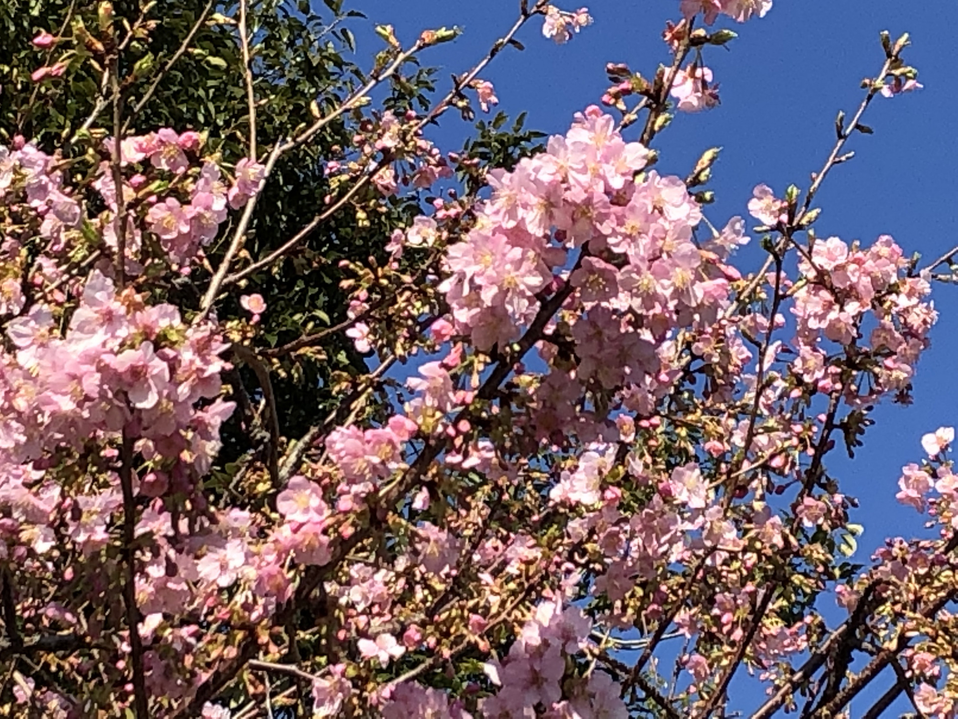 来て欲しくもあり 来てほしくもなし お散歩日記 京成バラ園 Keisei Rose Garden