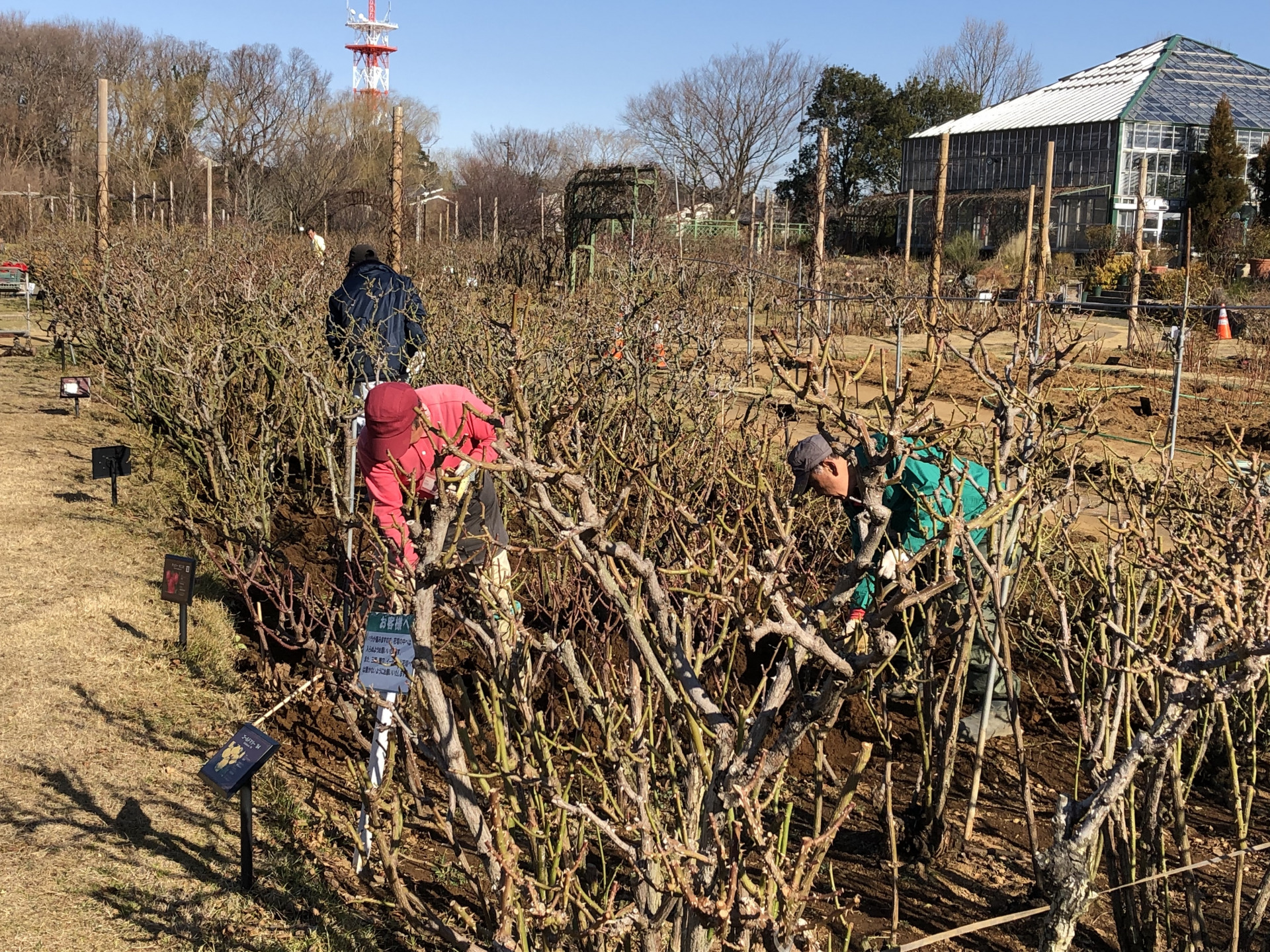 来て欲しくもあり 来てほしくもなし お散歩日記 京成バラ園 Keisei Rose Garden