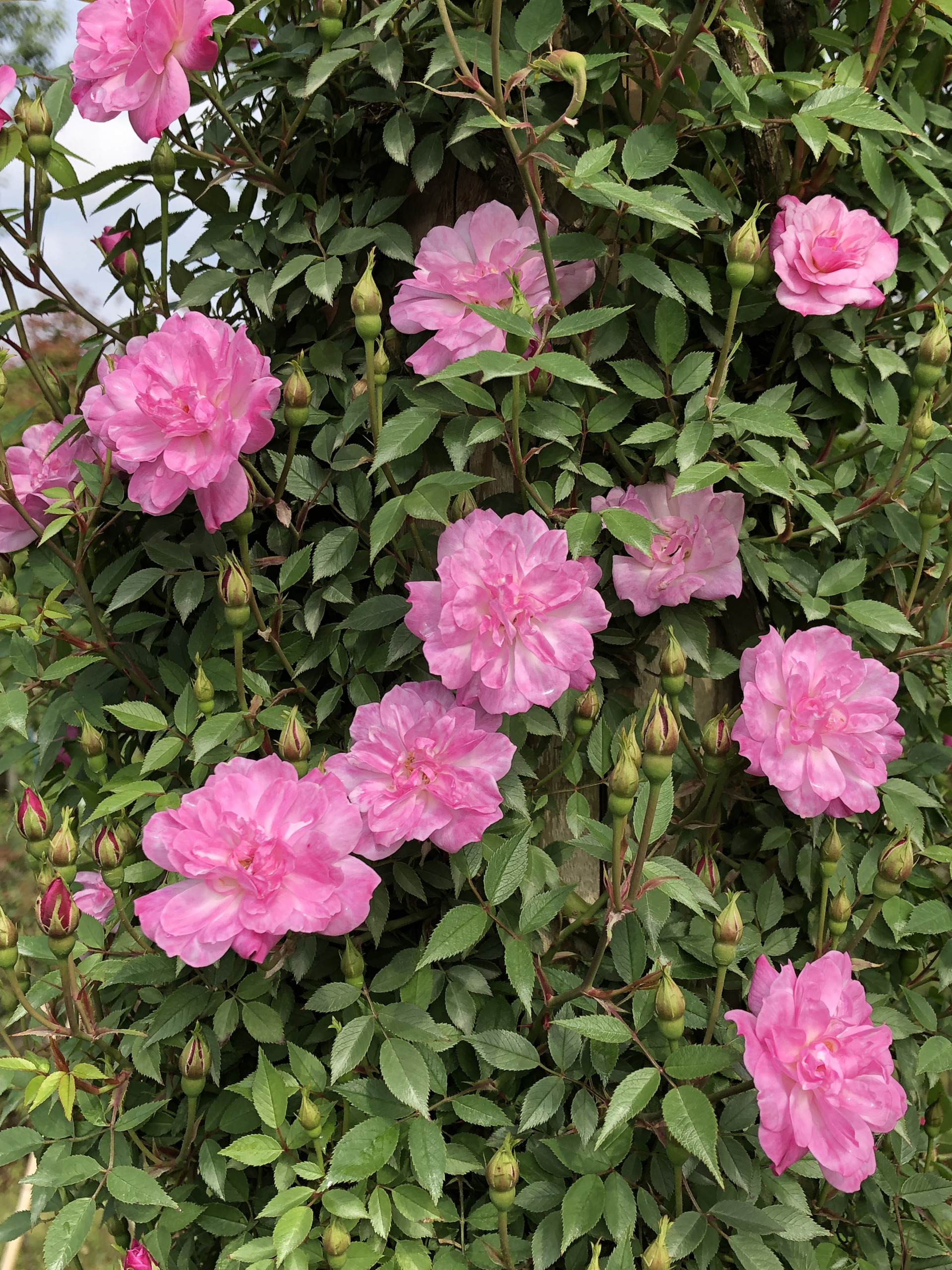 おうちでバラ園 お散歩日記 京成バラ園 Keisei Rose Garden