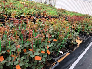 新苗を鉢植えで育てる チーフガーデナー佐々木の日々是薔薇 京成バラ園 Keisei Rose Garden 新苗を鉢植えで育てる チーフガーデナー佐々木の日々是薔薇 京成バラ園 Keisei Rose Garden