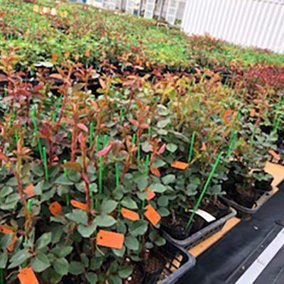 新苗を鉢植えで育てる チーフガーデナー佐々木の日々是薔薇 京成バラ園 Keisei Rose Garden