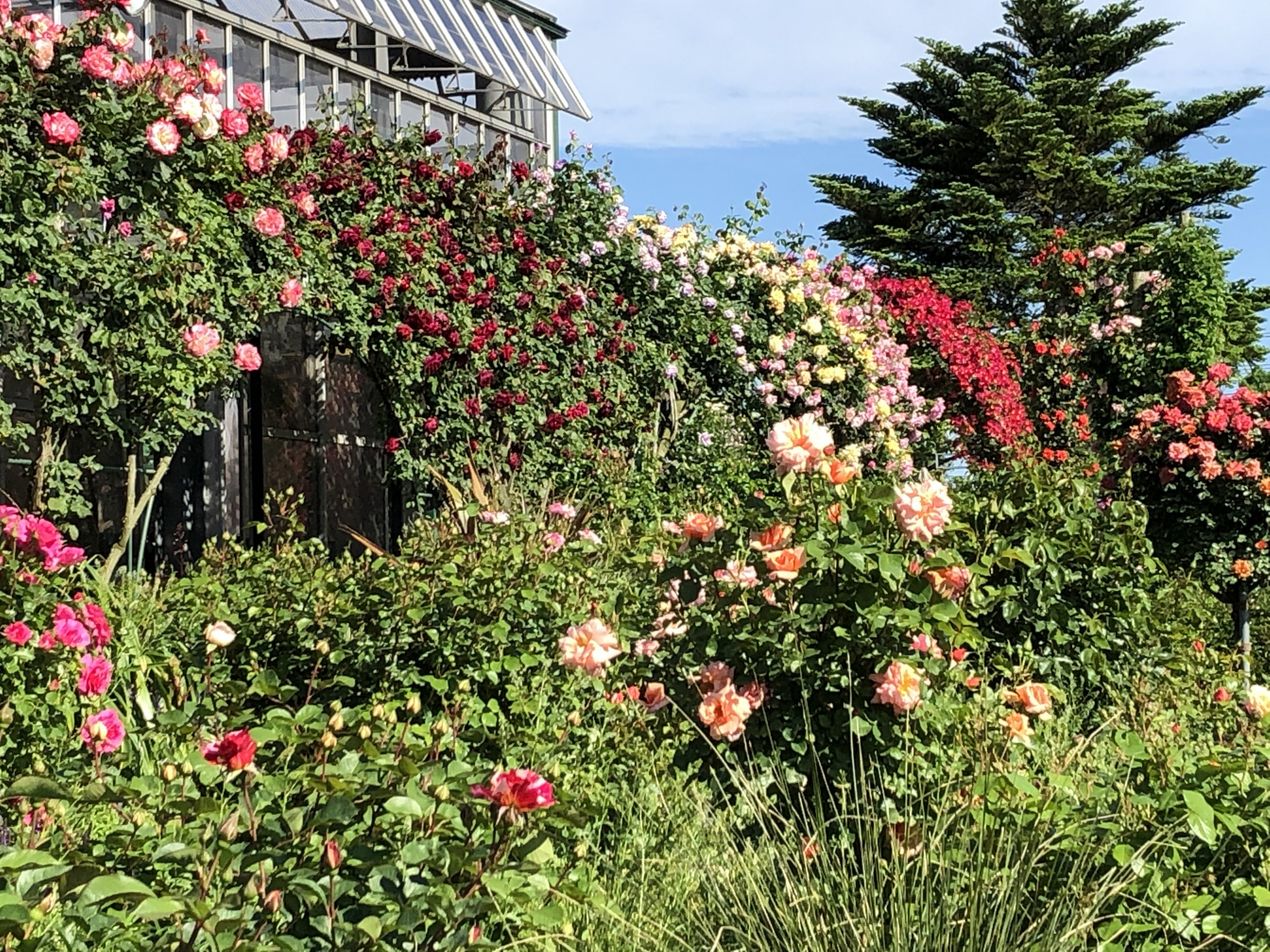 いつ会える お散歩日記 京成バラ園 Keisei Rose Garden いつ会える お散歩日記 京成バラ園 Keisei Rose Garden