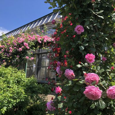 引き続き お散歩日記 京成バラ園 Keisei Rose Garden 引き続き お散歩日記 京成バラ園 Keisei Rose Garden