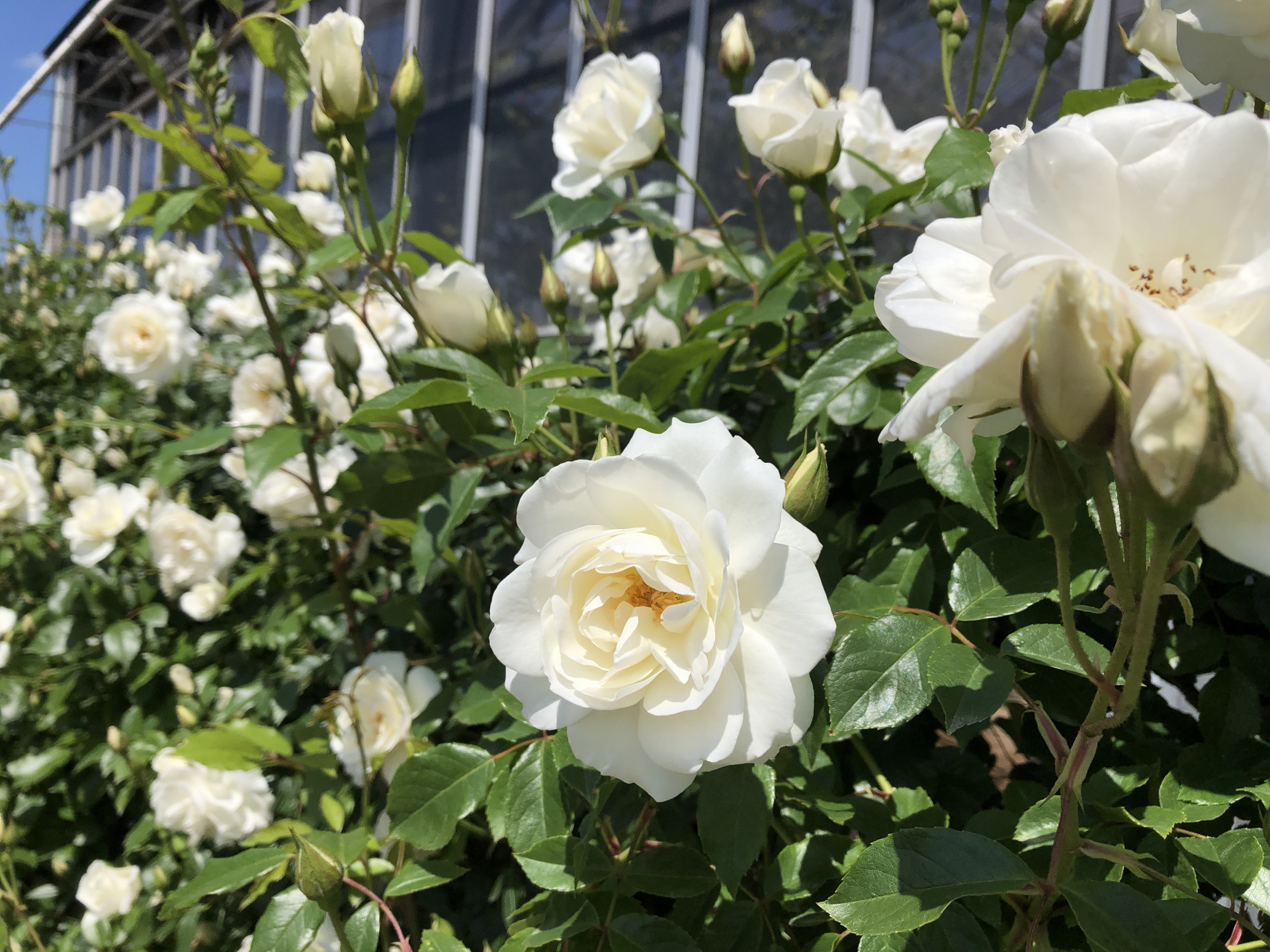 引き続き お散歩日記 京成バラ園 Keisei Rose Garden 引き続き お散歩日記 京成バラ園 Keisei Rose Garden
