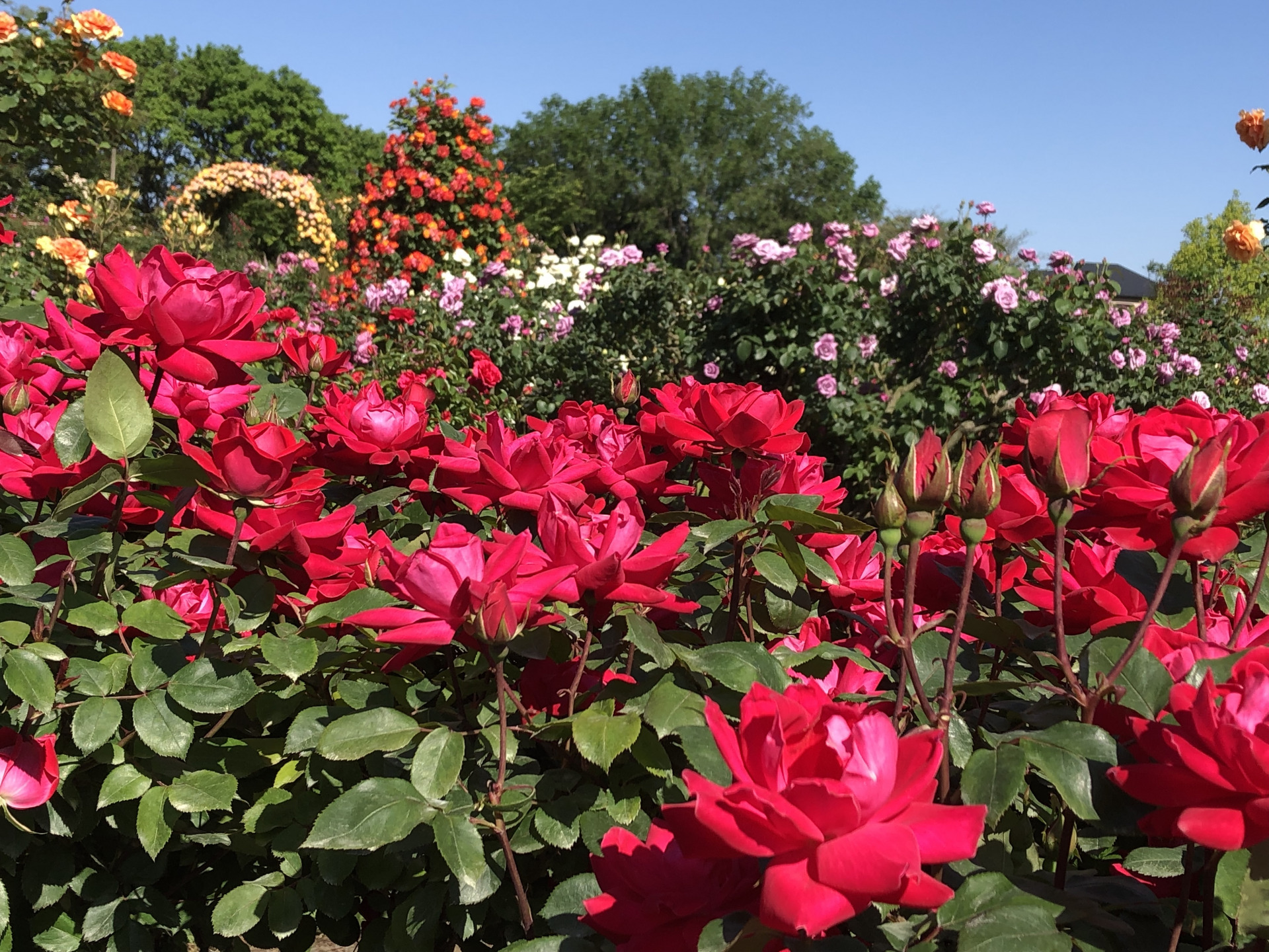 早くも夏 お散歩日記 京成バラ園 Keisei Rose Garden