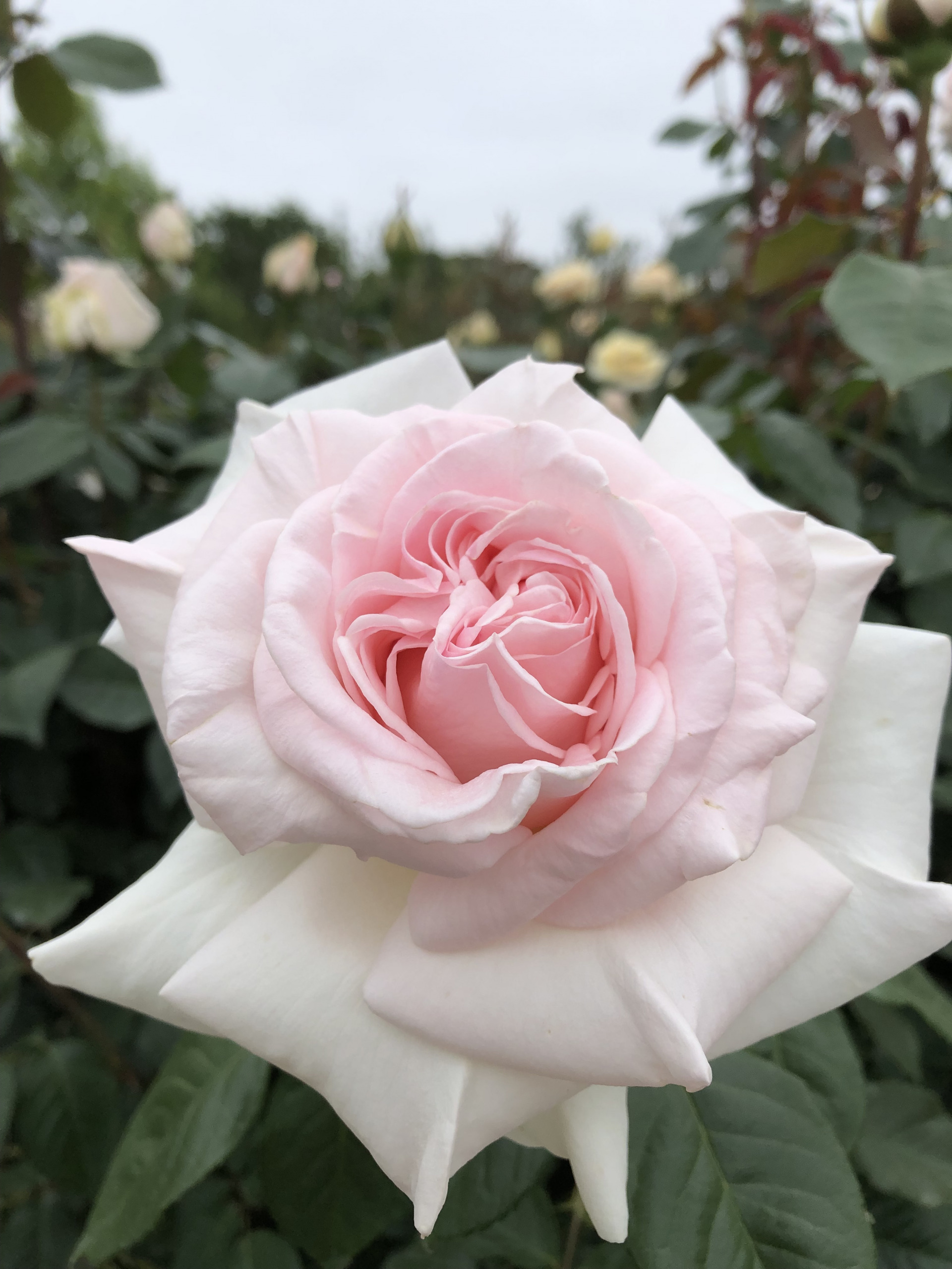 寒い日もあり お散歩日記 京成バラ園 Keisei Rose Garden