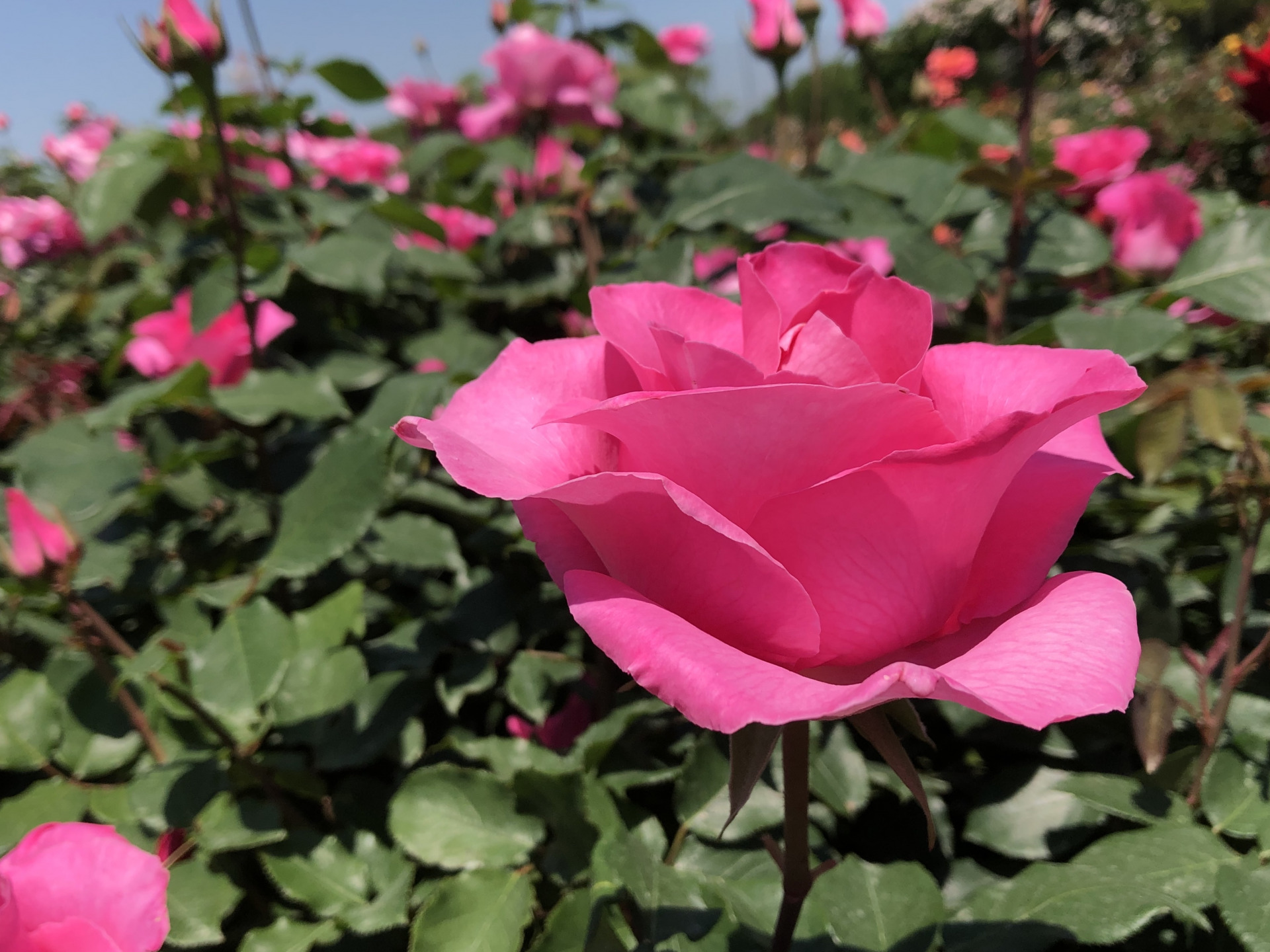 早くも夏 お散歩日記 京成バラ園 Keisei Rose Garden
