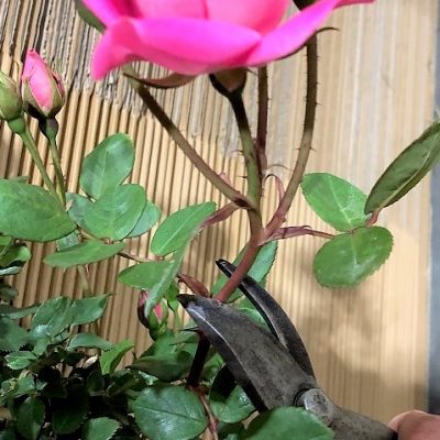 咲きガラ切り 前編 副園長 佐々木の日々是薔薇 京成バラ園 Keisei Rose Garden