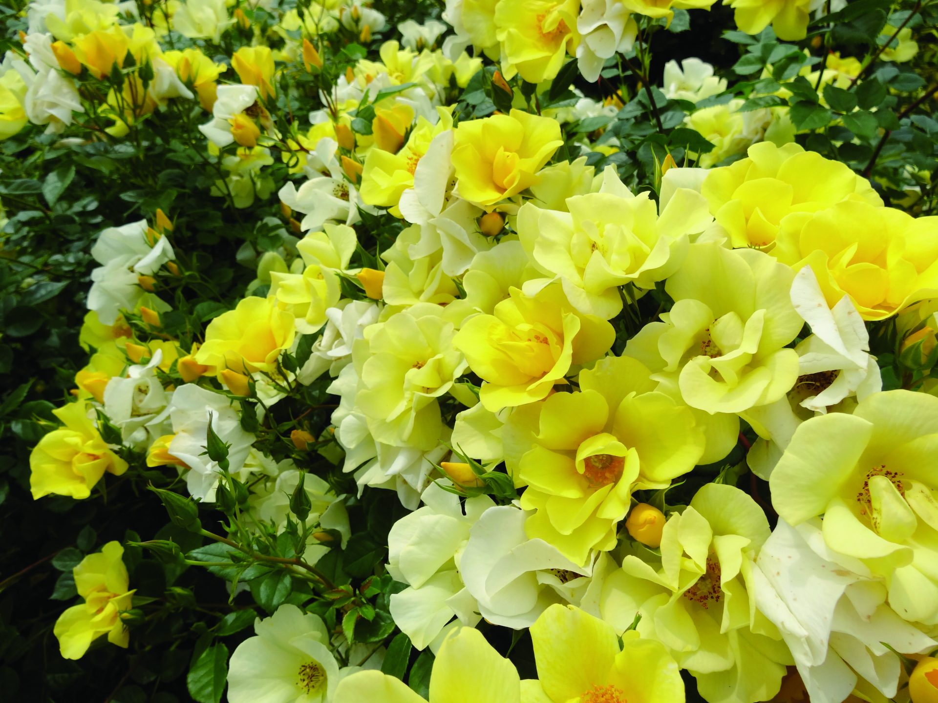 リモンチェッロ チーフガーデナー佐々木の日々是薔薇 京成バラ園 Keisei Rose Garden