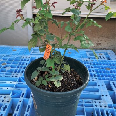 僕の新苗 ボレロの鉢植え月イチ報告 チーフガーデナー佐々木の日々是薔薇 京成バラ園 Keisei Rose Garden 僕の新苗 ボレロの鉢植え月イチ報告 チーフガーデナー佐々木の日々是薔薇 京成バラ園 Keisei Rose Garden