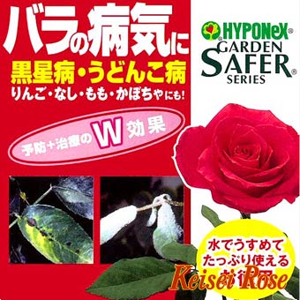 バラの消毒 チーフガーデナー佐々木の日々是薔薇 京成バラ園 Keisei Rose Garden
