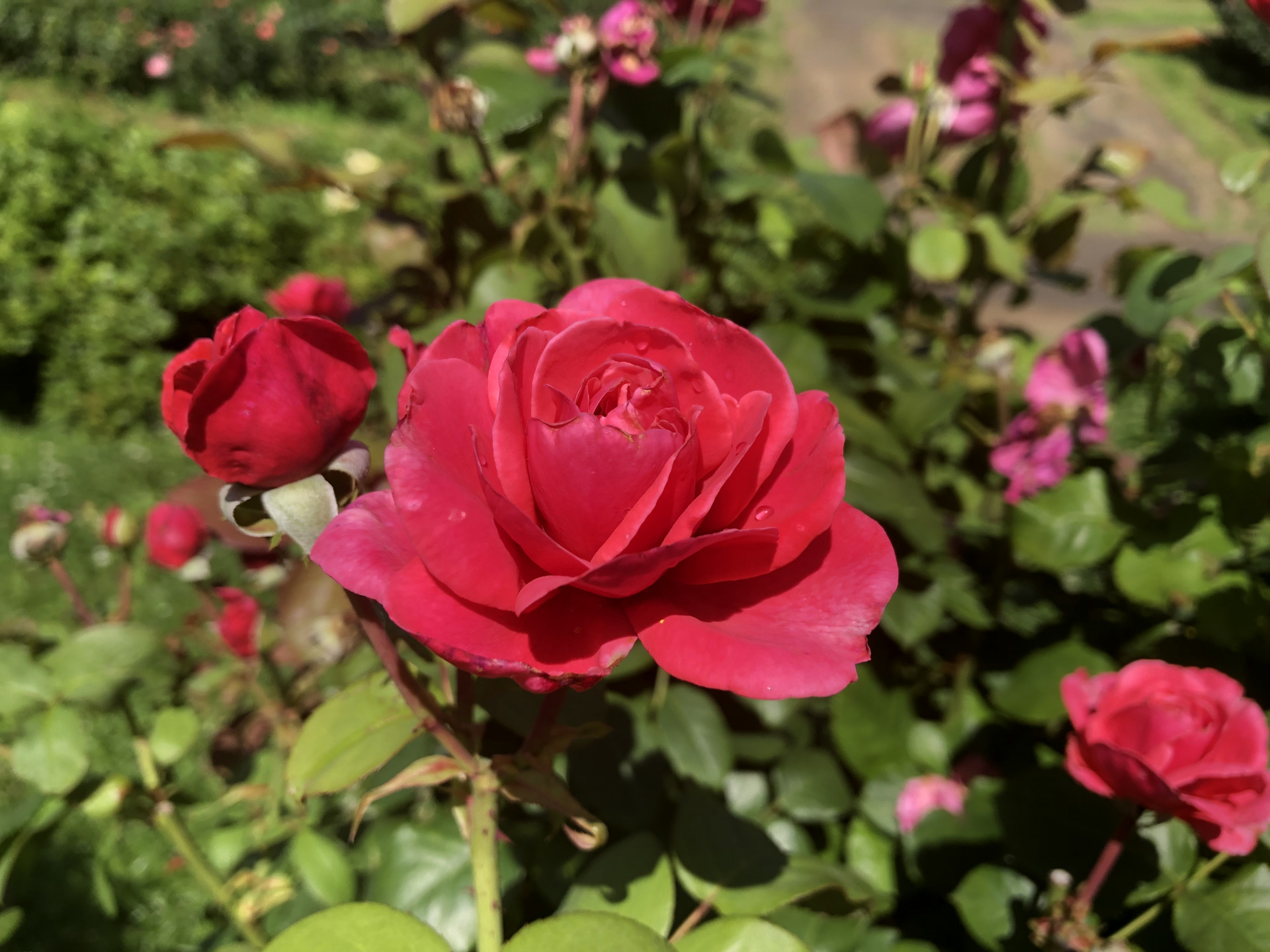 夏バラのち梅雨バラ お散歩日記 京成バラ園 Keisei Rose Garden