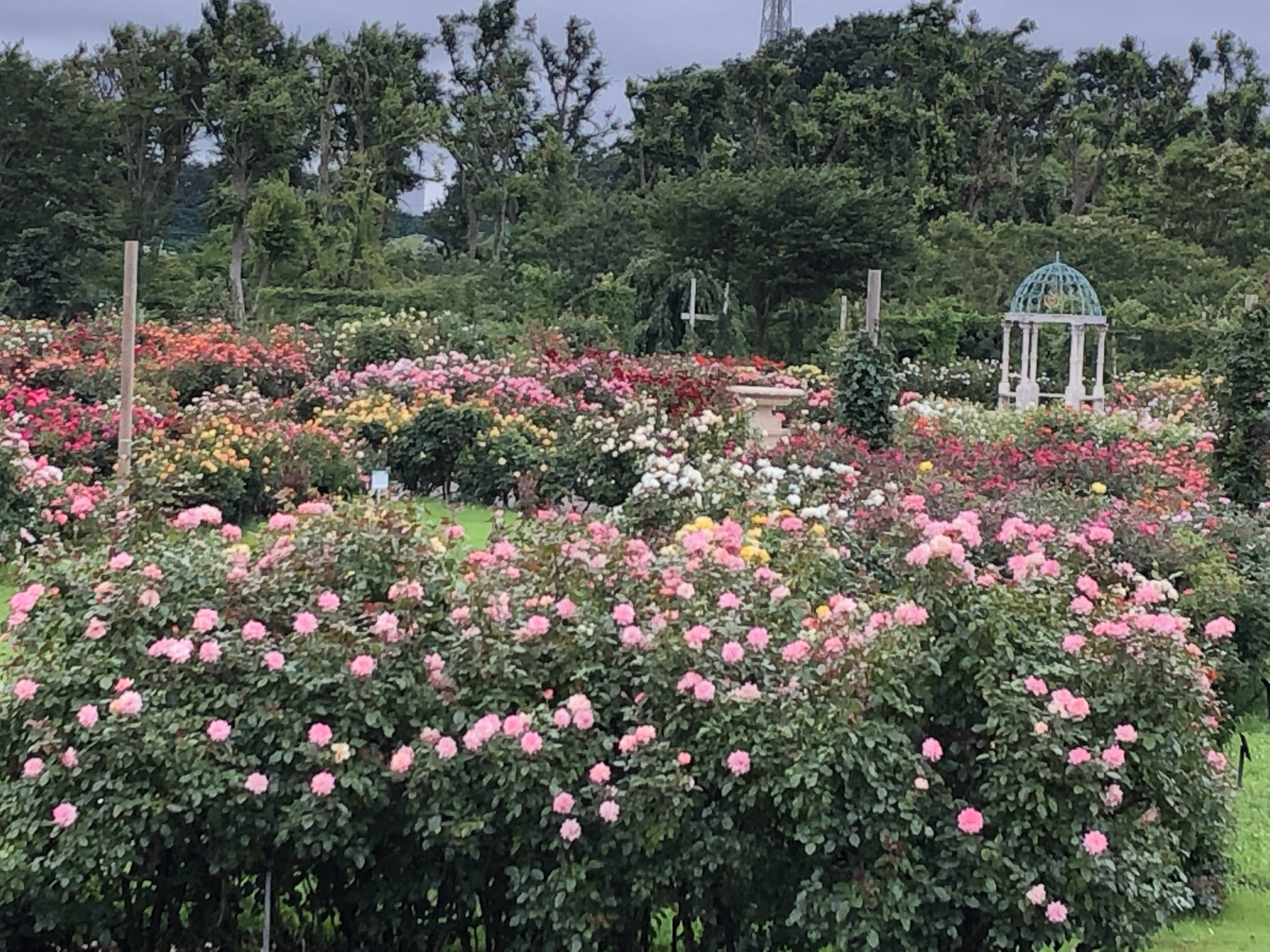 夏バラきれいです お散歩日記 京成バラ園 Keisei Rose Garden