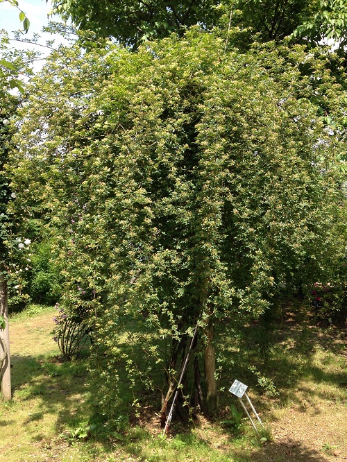 モッコウバラ チーフガーデナー佐々木の日々是薔薇 京成バラ園 Keisei Rose Garden