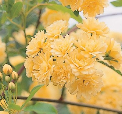 モッコウバラ チーフガーデナー佐々木の日々是薔薇 京成バラ園 Keisei Rose Garden