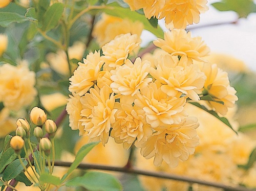 モッコウバラ チーフガーデナー佐々木の日々是薔薇 京成バラ園 Keisei Rose Garden