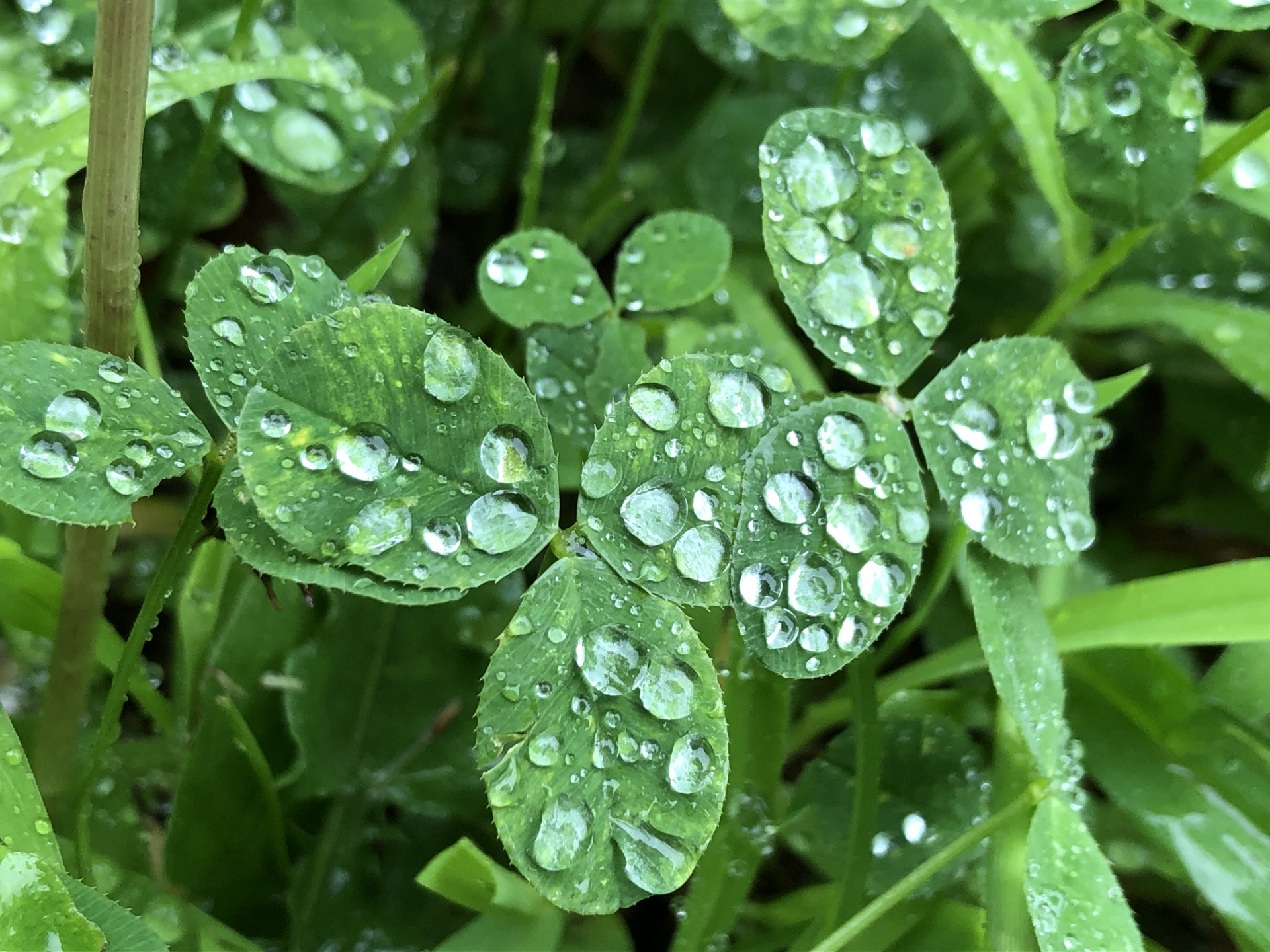 雨 雨 雨 お散歩日記 京成バラ園 Keisei Rose Garden