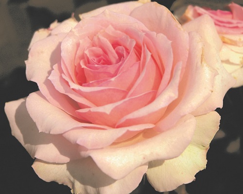 薔薇のフレグランス チーフガーデナー佐々木の日々是薔薇 京成バラ園 Keisei Rose Garden