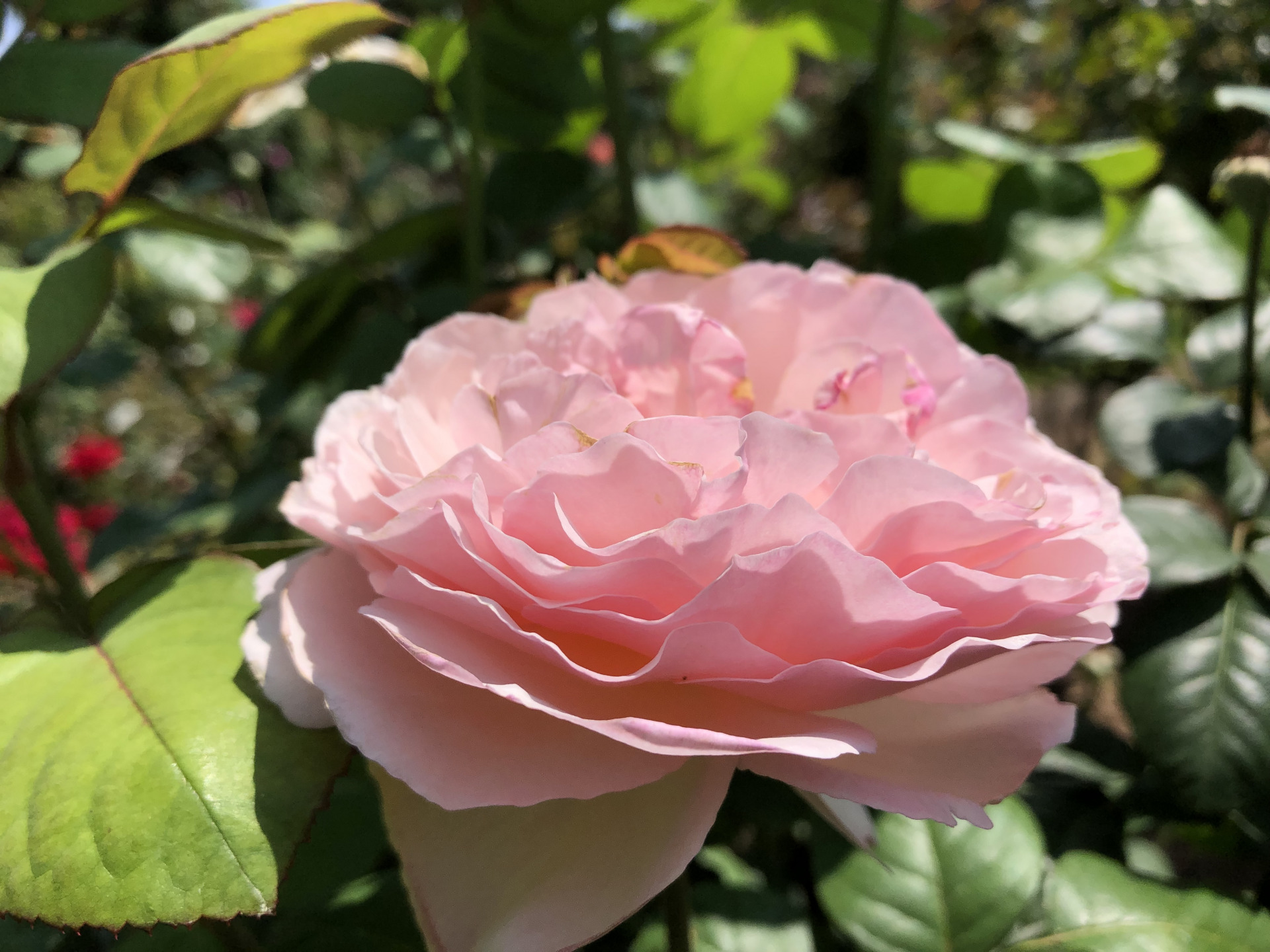 真夏の夏バラ お散歩日記 京成バラ園 Keisei Rose Garden