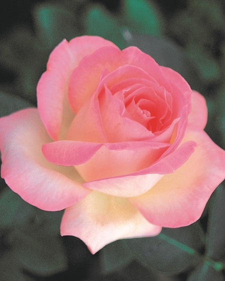 僕が好きになったバラをいくつかご紹介します チーフガーデナー佐々木の日々是薔薇 京成バラ園 Keisei Rose Garden