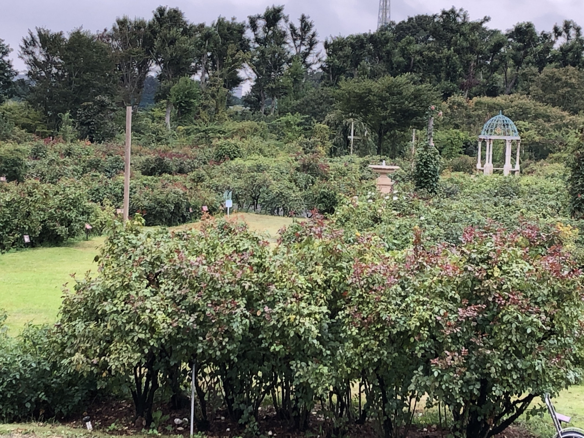 秋らしくなってきました お散歩日記 京成バラ園 Keisei Rose Garden 秋らしくなってきました お散歩日記 京成バラ園 Keisei Rose Garden