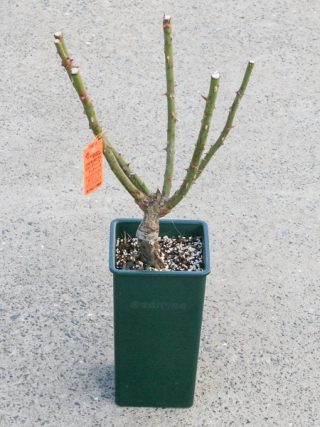 大苗 後編 チーフガーデナー佐々木の日々是薔薇 京成バラ園 Keisei Rose Garden