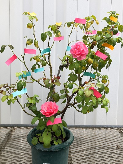 夏剪定 前編 チーフガーデナー佐々木の日々是薔薇 京成バラ園 Keisei Rose Garden