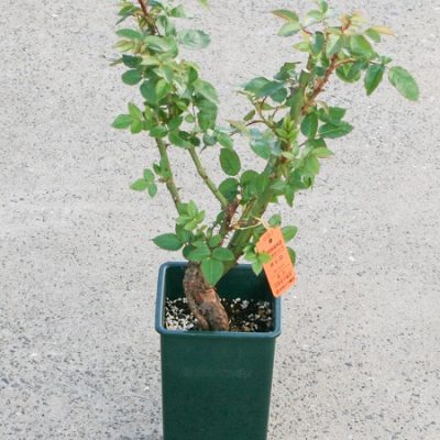 大苗 後編 チーフガーデナー佐々木の日々是薔薇 京成バラ園 Keisei Rose Garden