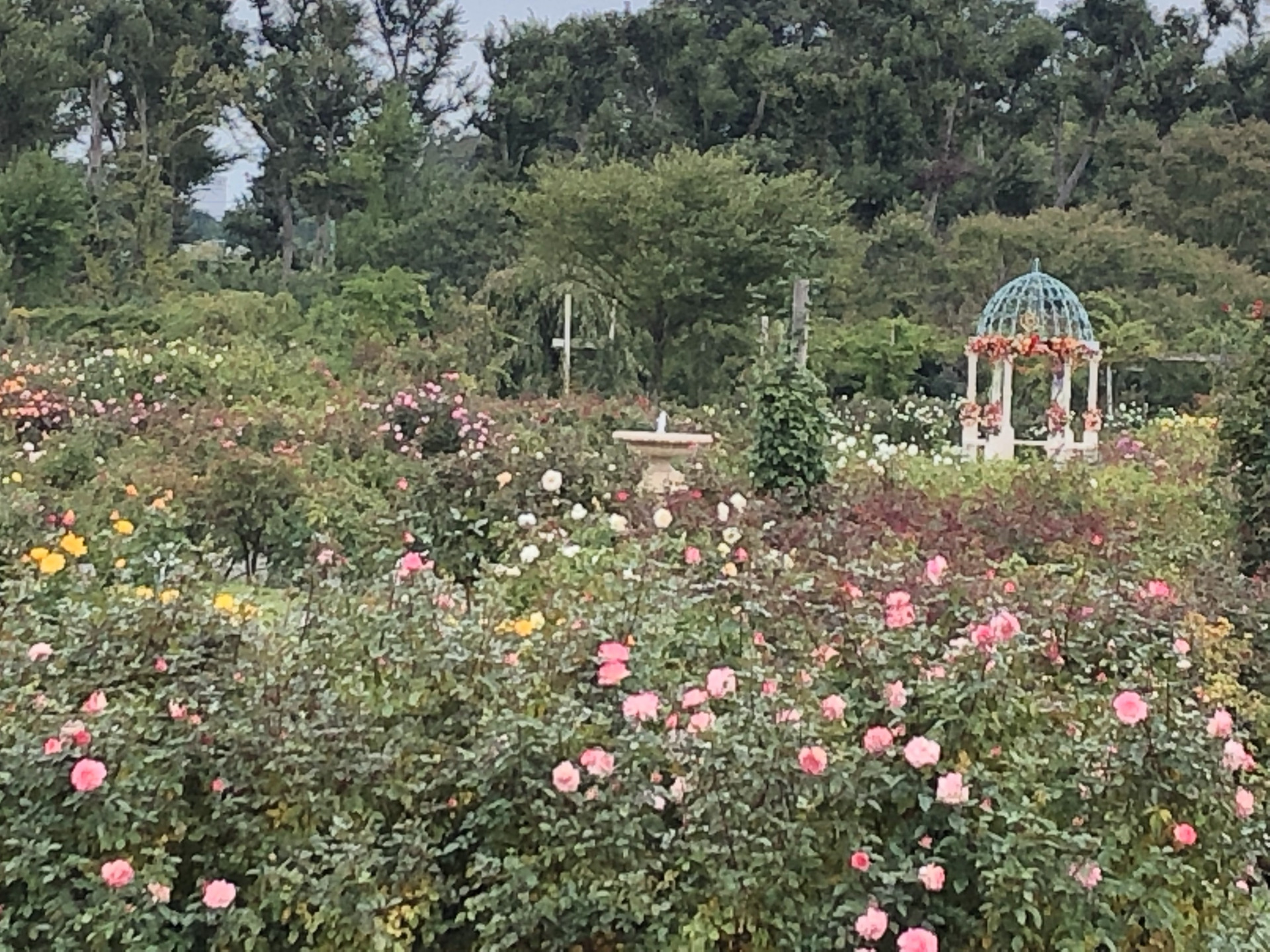 楽しくなってきました お散歩日記 京成バラ園 Keisei Rose Garden 楽しくなってきました お散歩日記 京成バラ園 Keisei Rose Garden