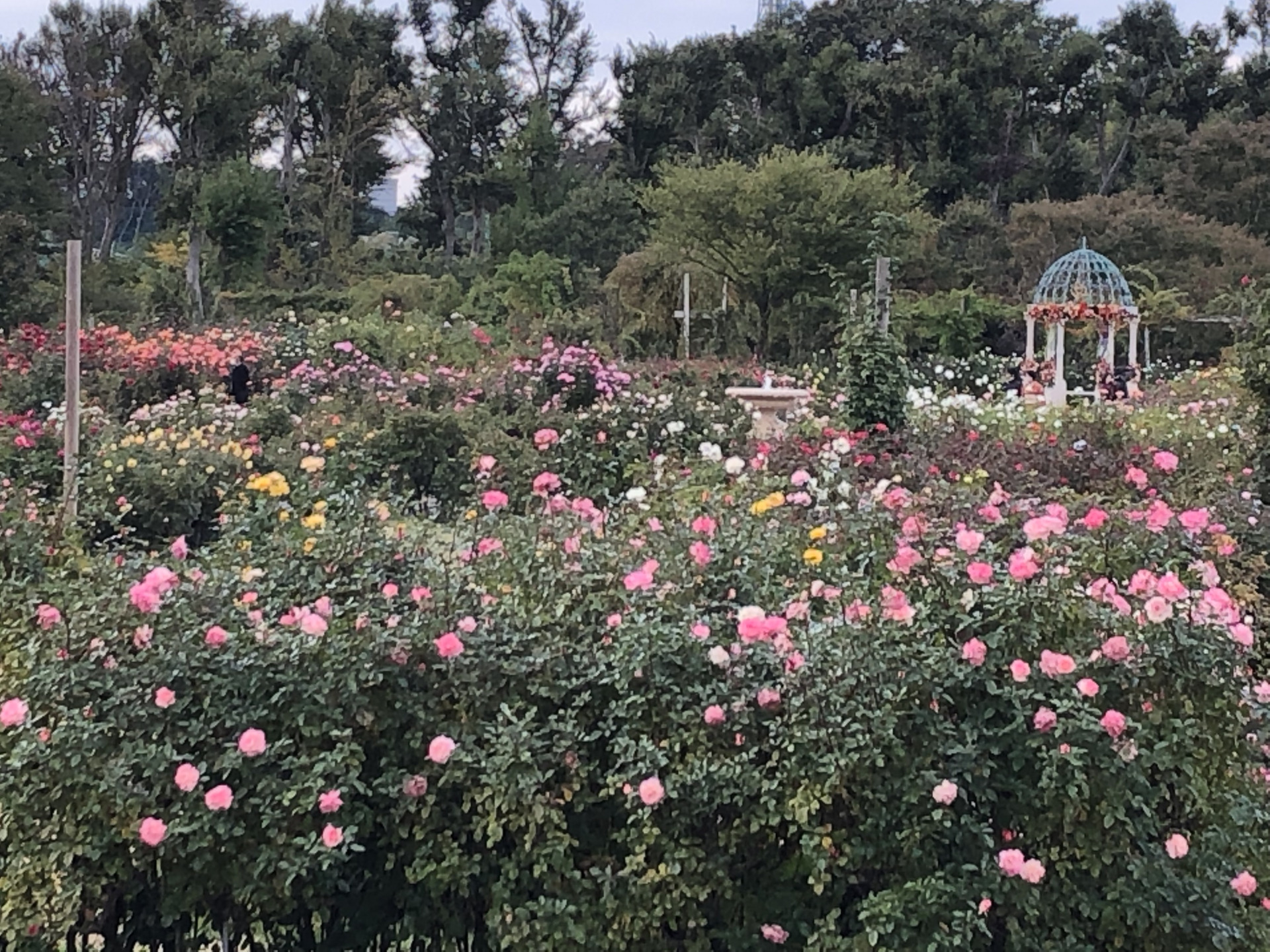秋バラの中の秋バラ お散歩日記 京成バラ園 Keisei Rose Garden