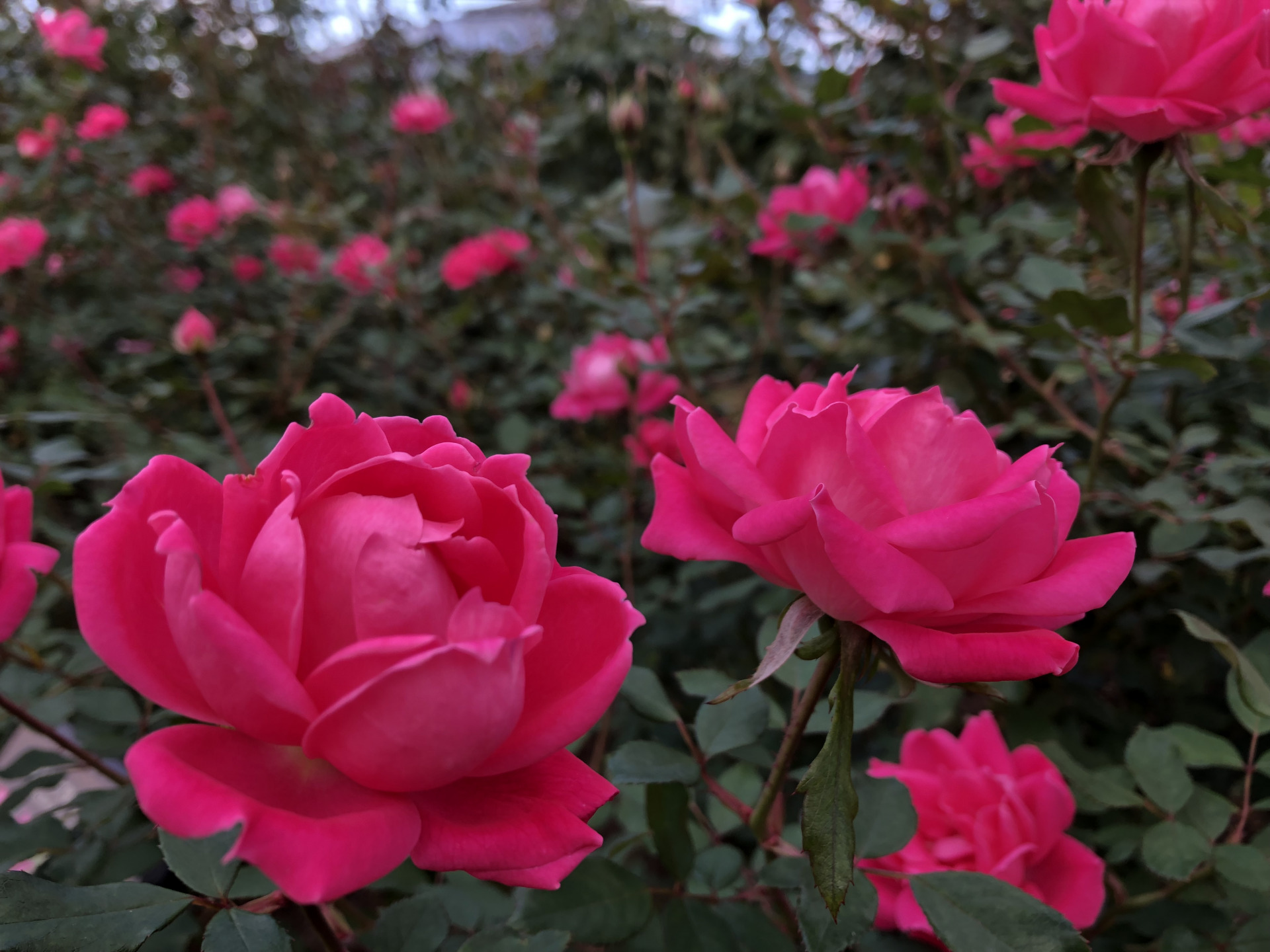 秋バラの中の秋バラ お散歩日記 京成バラ園 Keisei Rose Garden