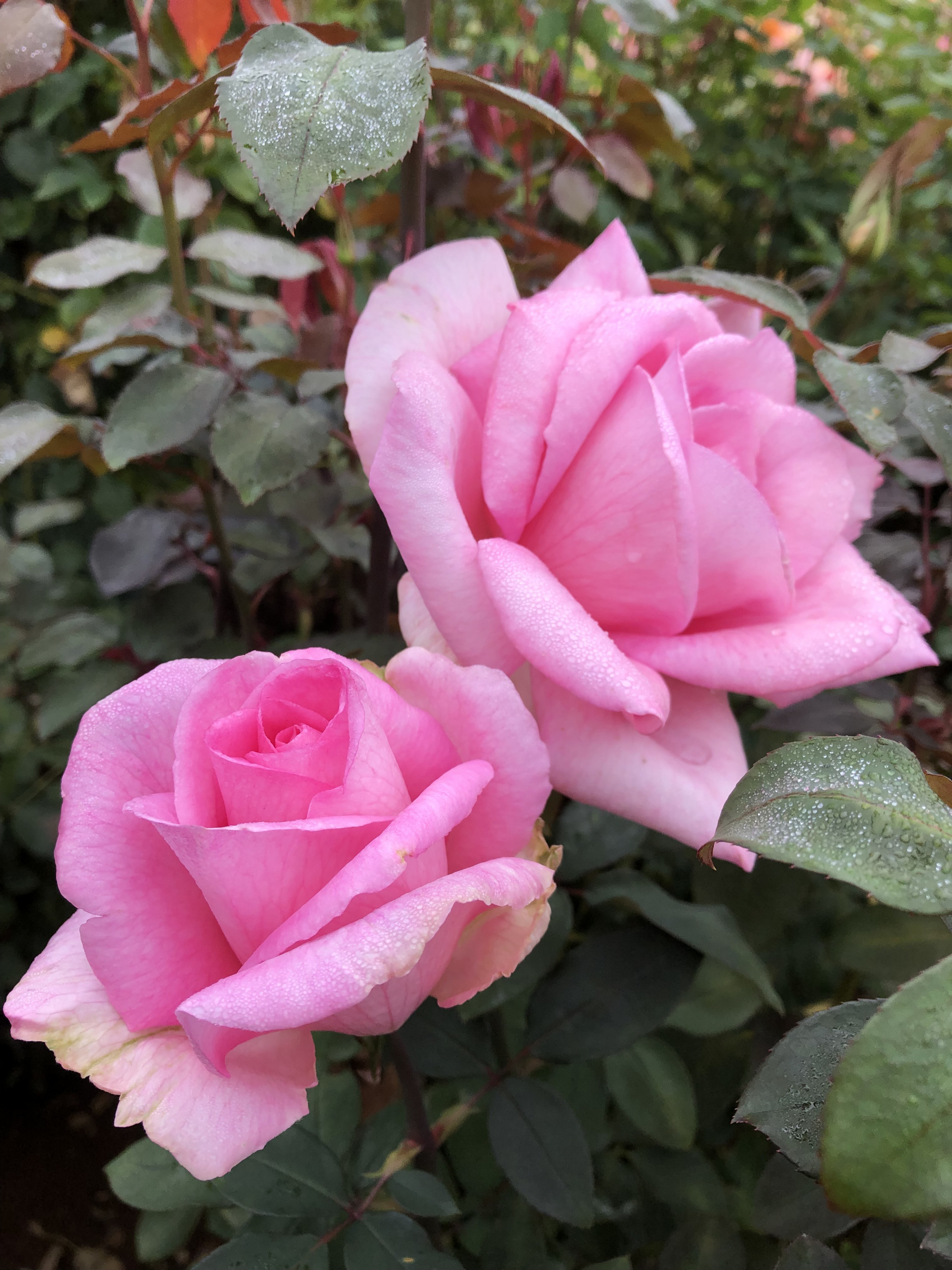 楽しくなってきました お散歩日記 京成バラ園 Keisei Rose Garden 楽しくなってきました お散歩日記 京成バラ園 Keisei Rose Garden