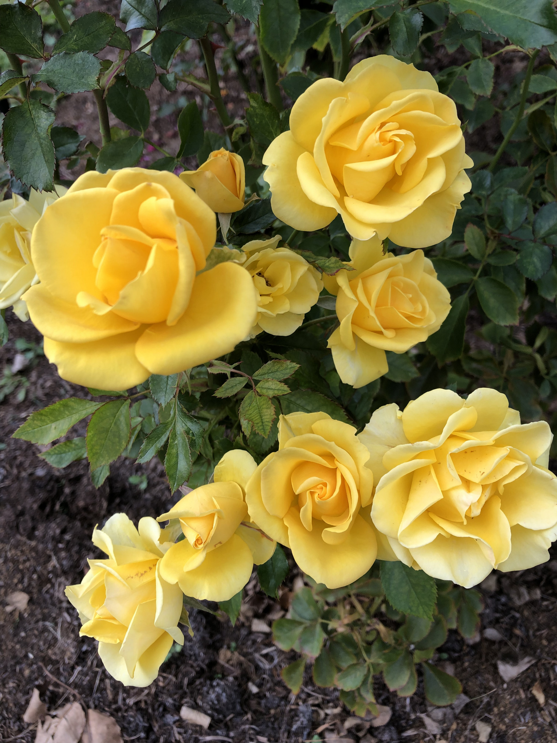 秋バラの中の秋バラ お散歩日記 京成バラ園 Keisei Rose Garden