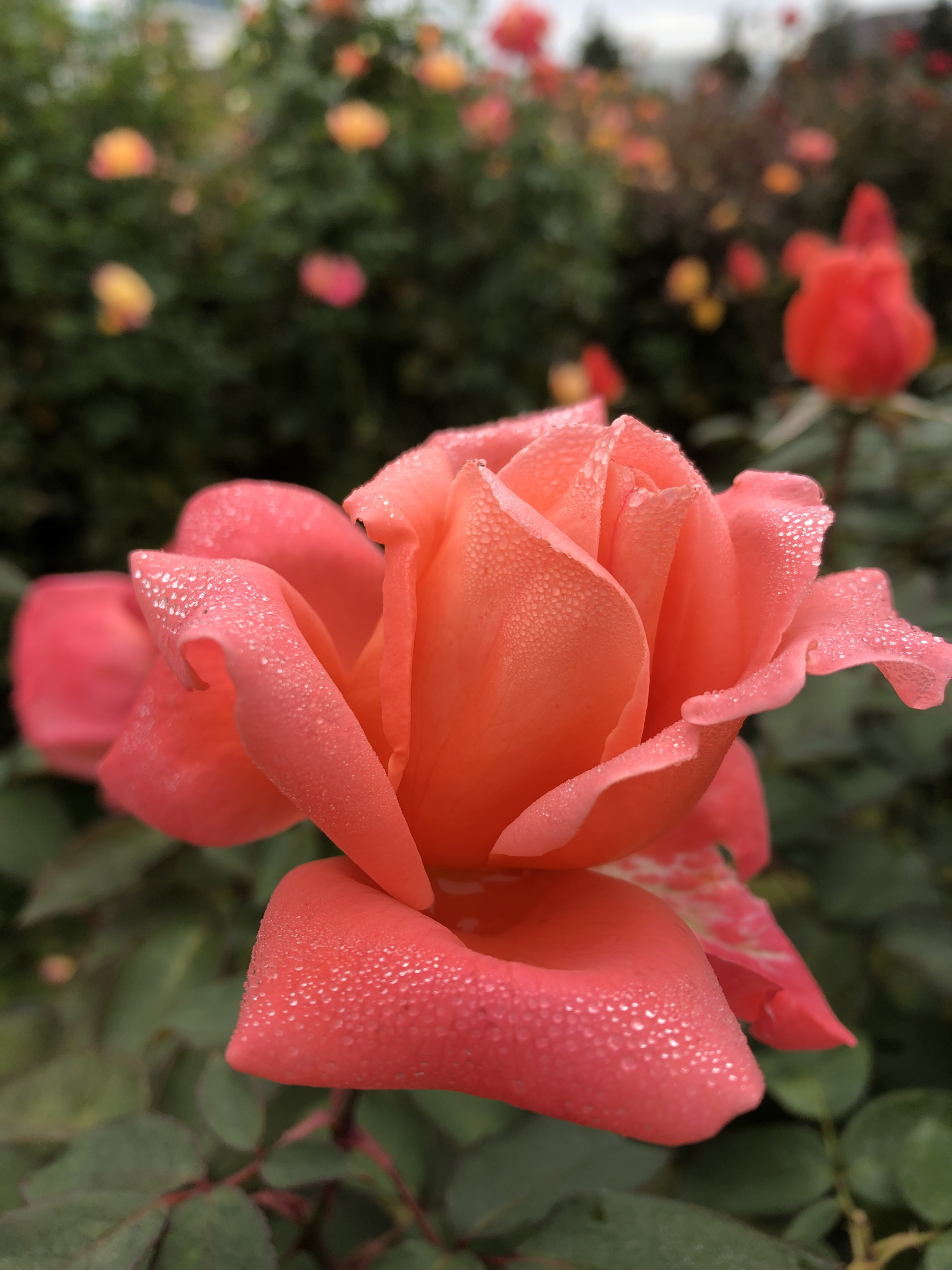 楽しくなってきました お散歩日記 京成バラ園 Keisei Rose Garden 楽しくなってきました お散歩日記 京成バラ園 Keisei Rose Garden