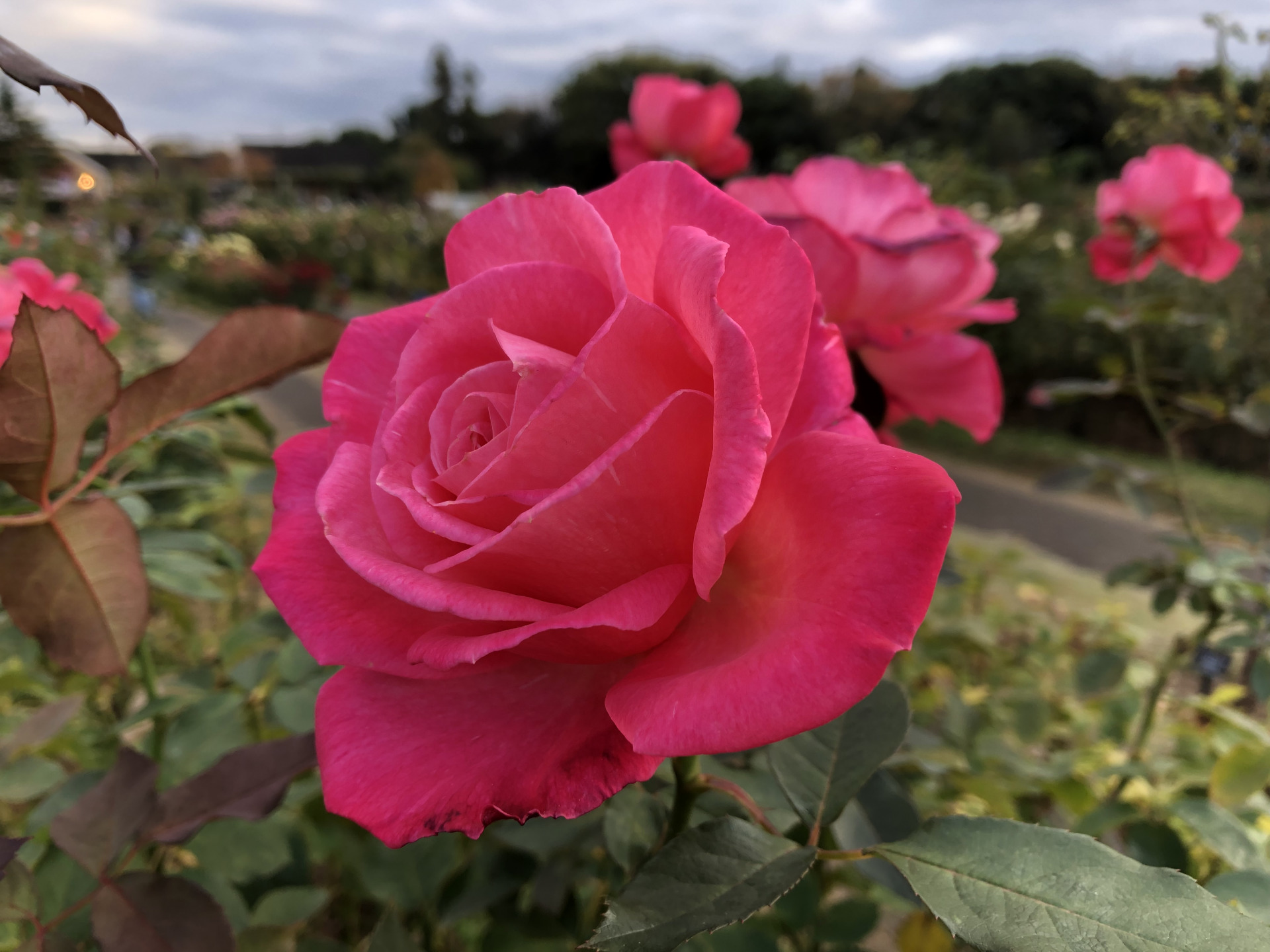 秋バラの中の秋バラ お散歩日記 京成バラ園 Keisei Rose Garden