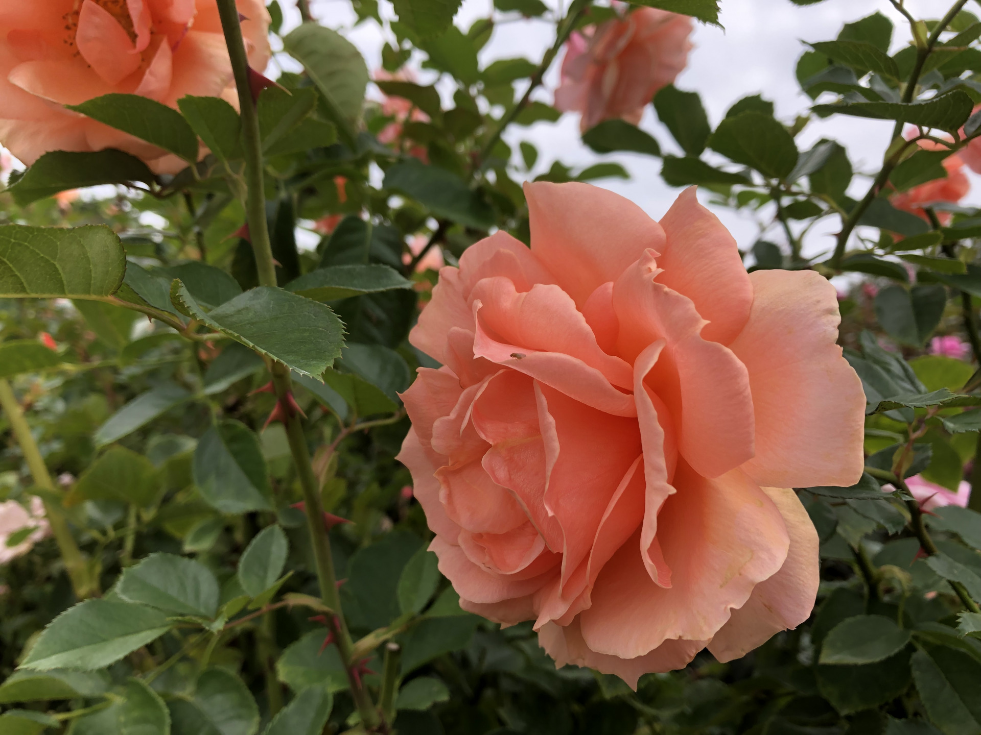 秋の空 お散歩日記 京成バラ園 Keisei Rose Garden