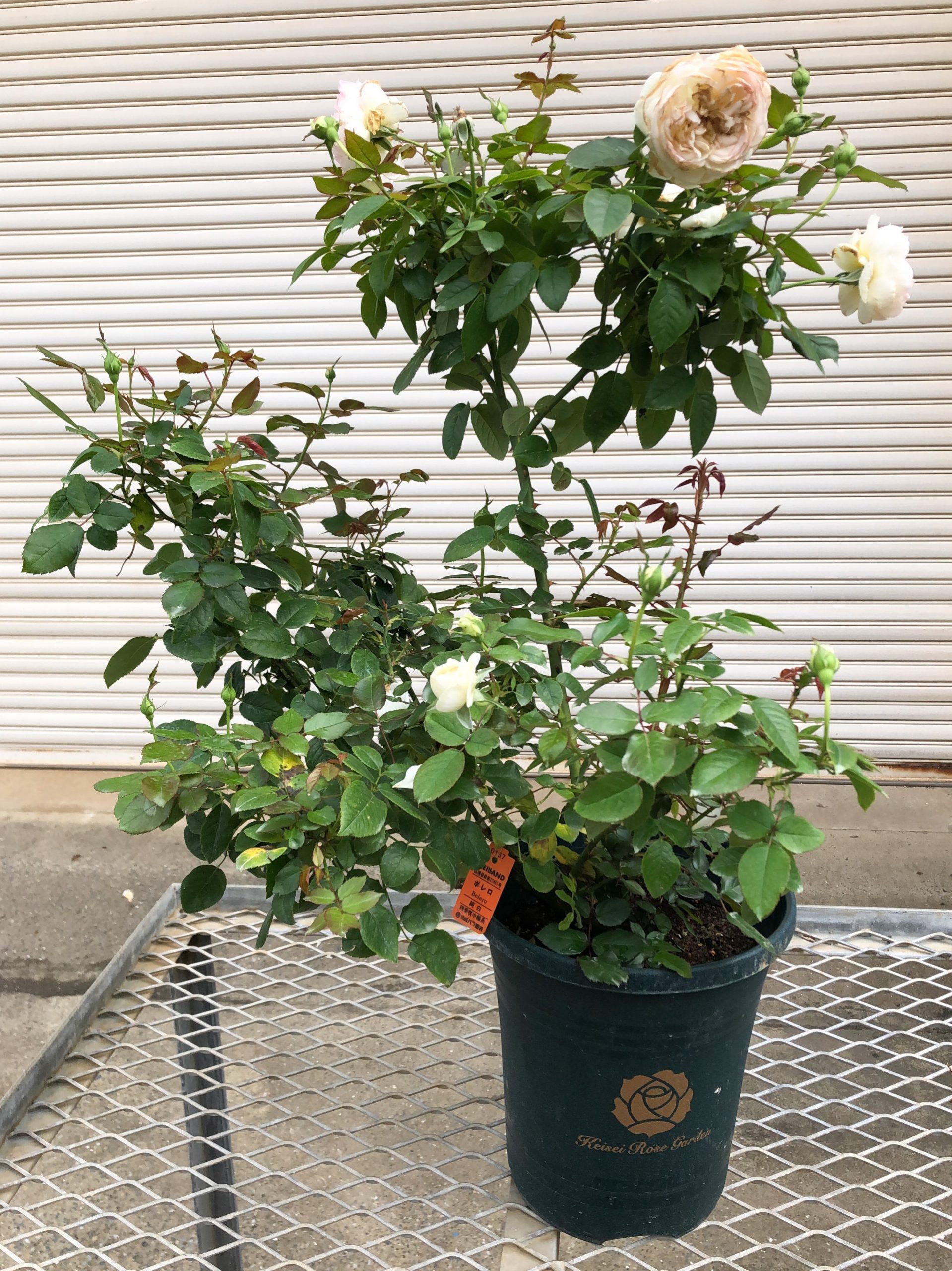 僕の新苗 ボレロの鉢植え月イチ報告 チーフガーデナー佐々木の日々是薔薇 京成バラ園 Keisei Rose Garden