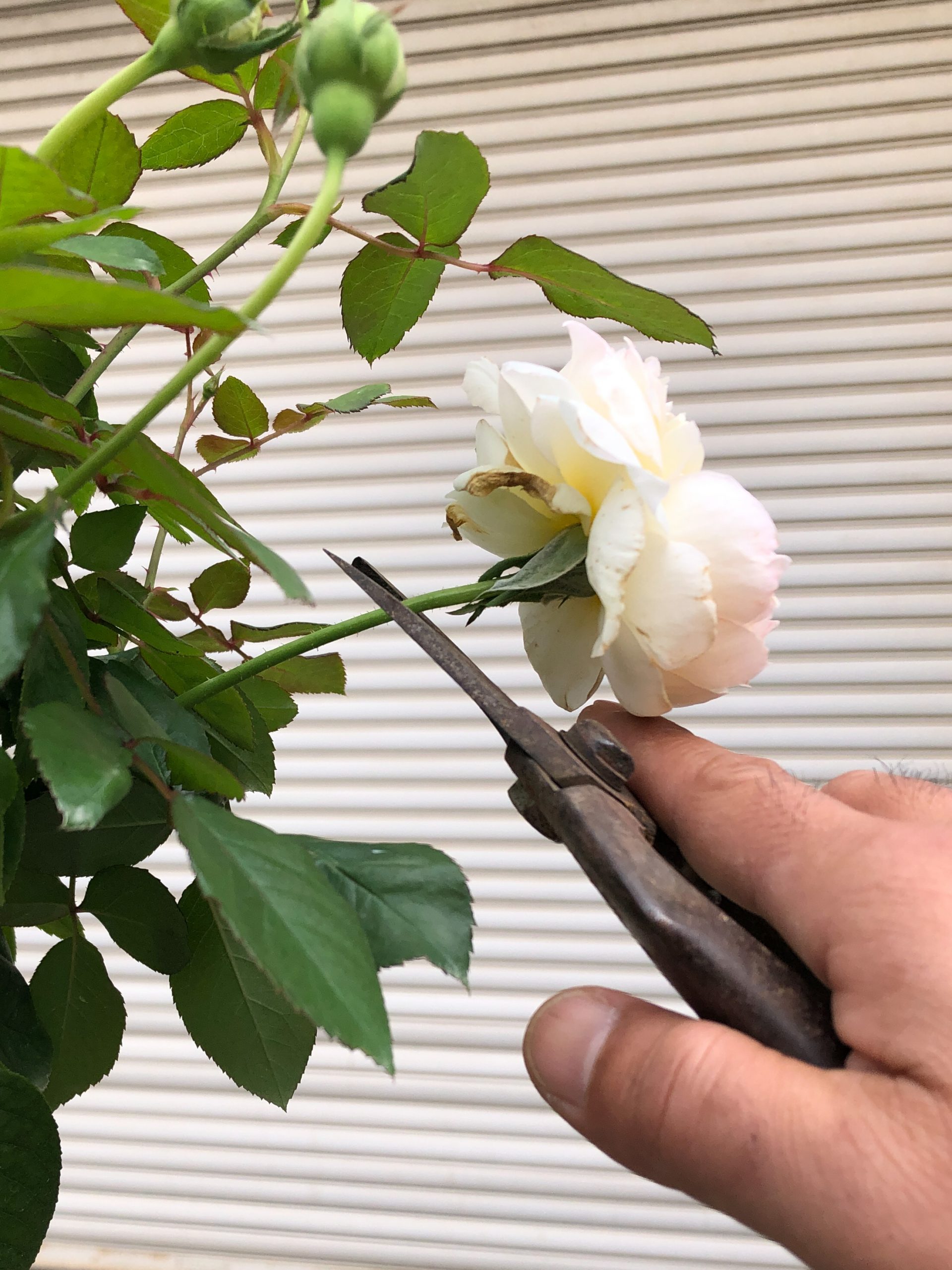 僕の新苗 ボレロの鉢植え月イチ報告 チーフガーデナー佐々木の日々是薔薇 京成バラ園 Keisei Rose Garden 僕の新苗 ボレロの鉢植え月イチ報告 チーフガーデナー佐々木の日々是薔薇 京成バラ園 Keisei Rose Garden